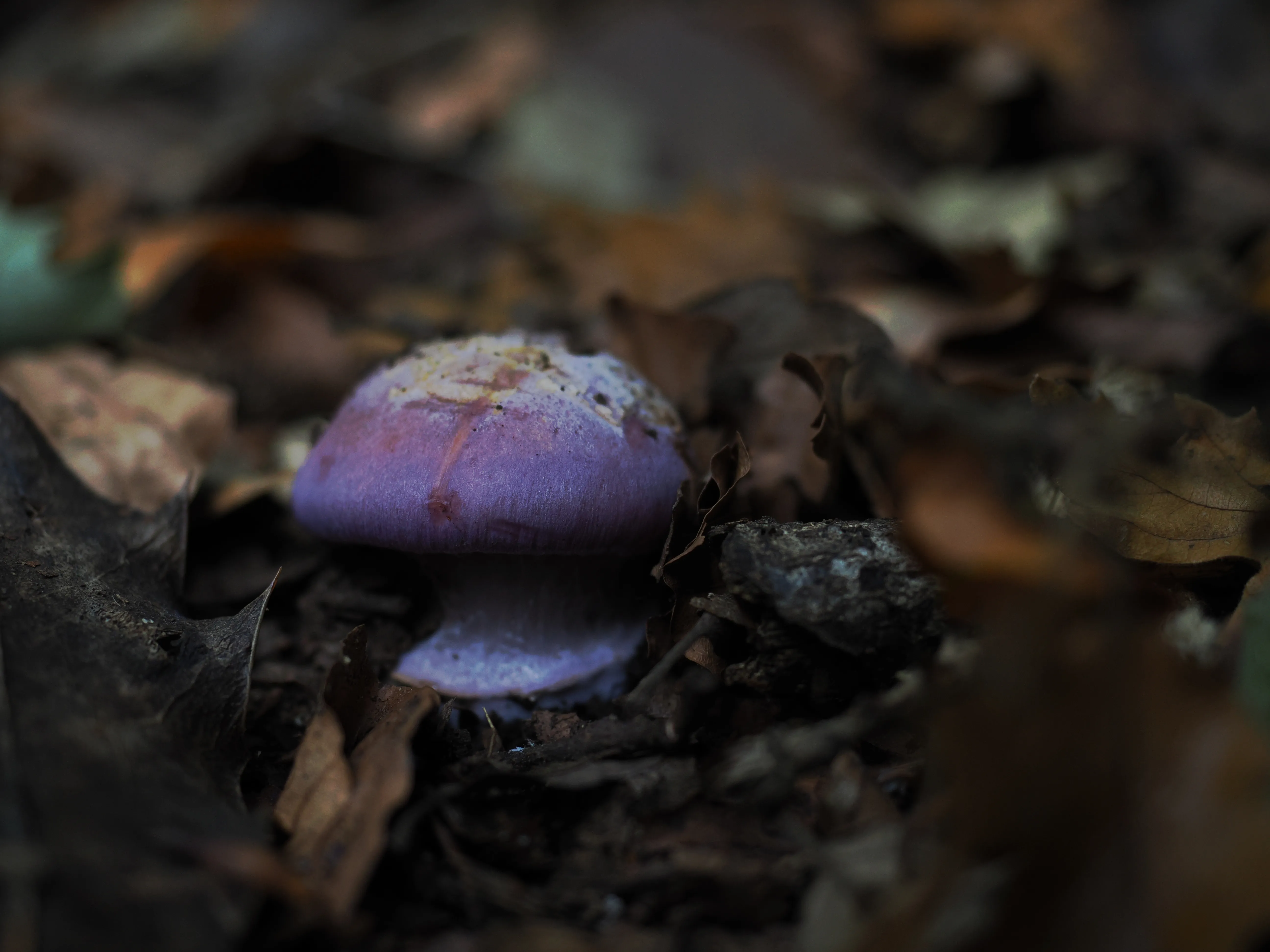 Miconauti. La gioia di esplorare il bosco