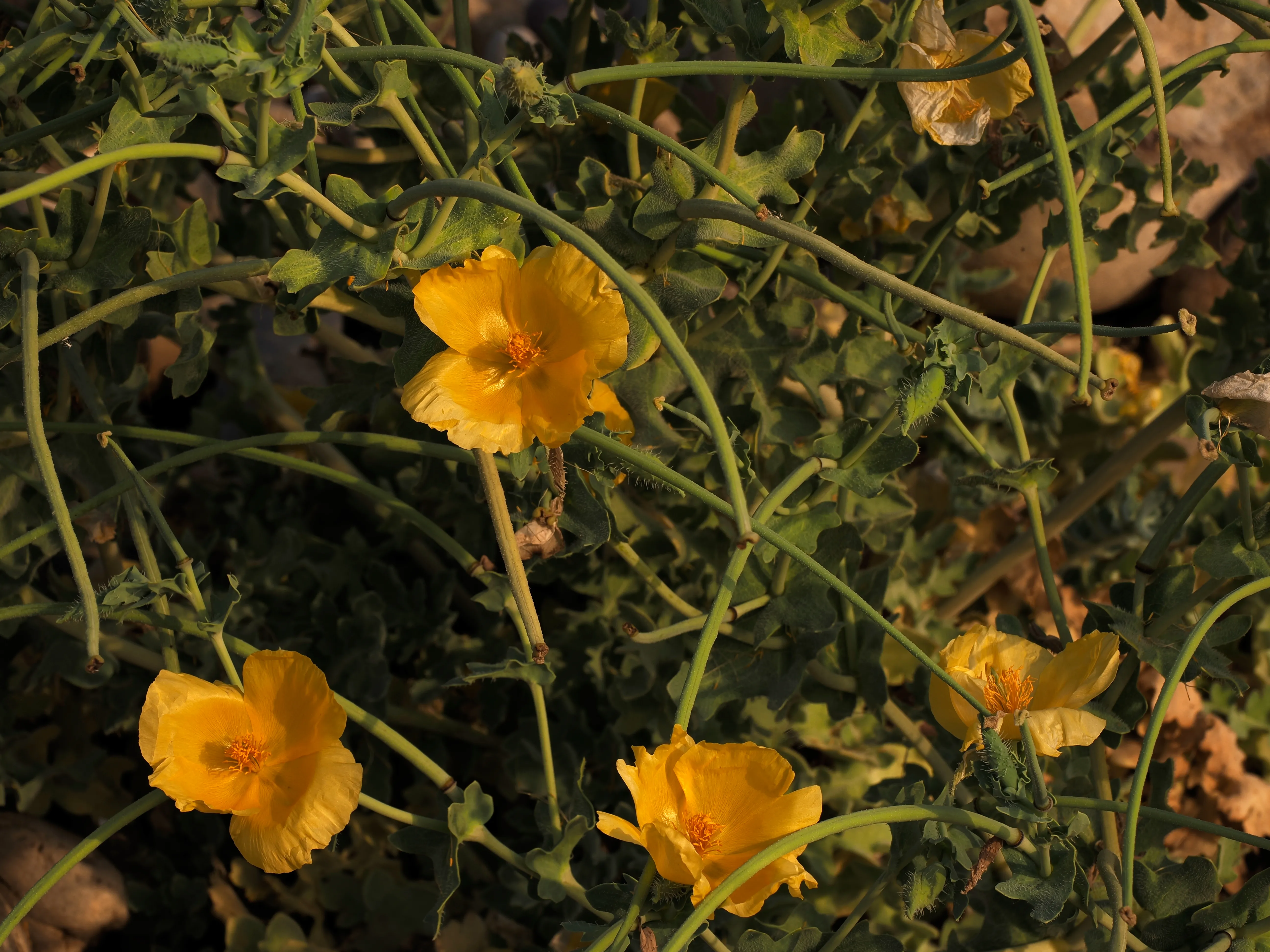 Papavero giallo. Un fiore che abita i margini