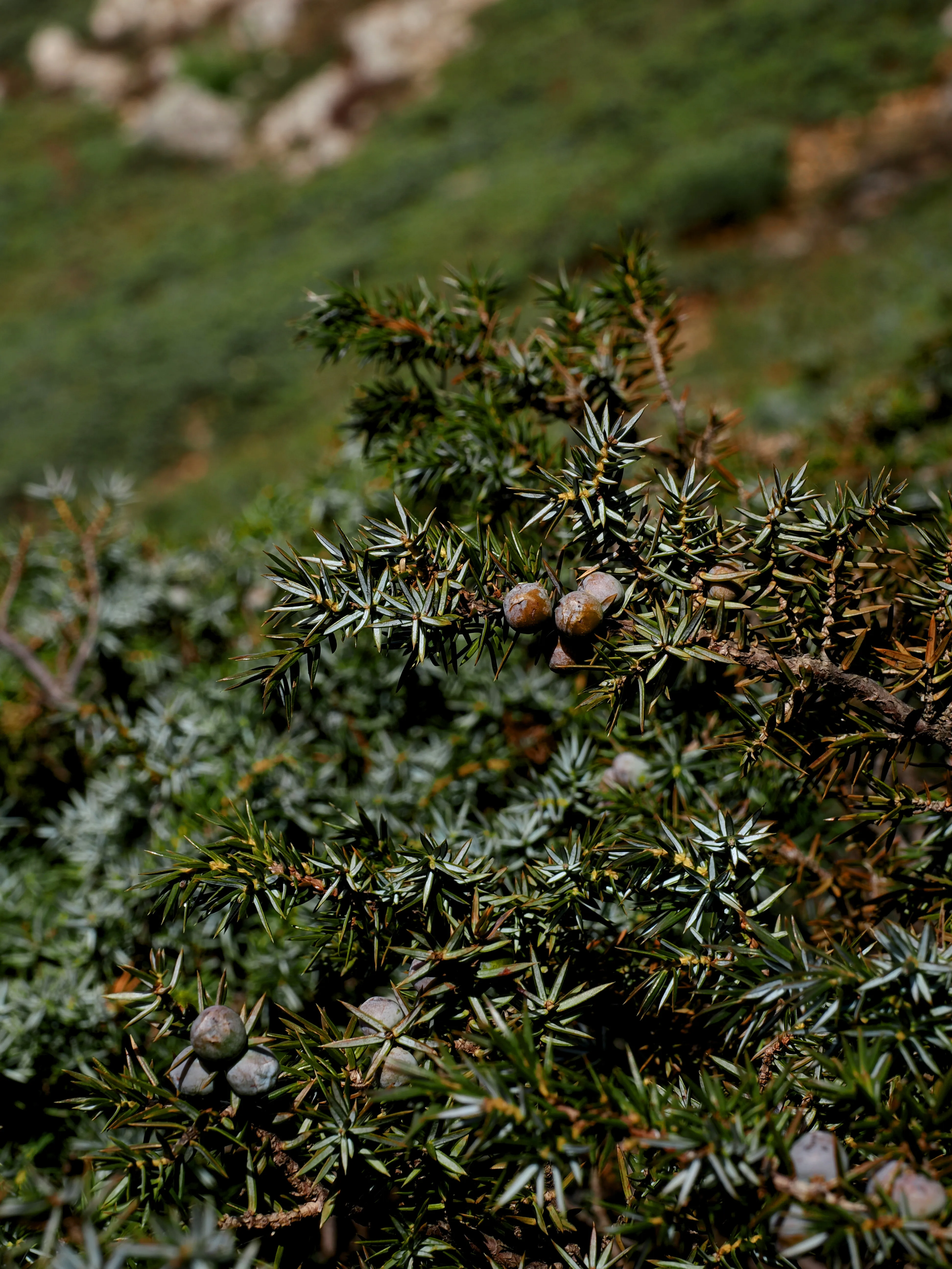 Dentro le Madonie con Matteo Orlando. Racconto visivo tra bellezza e mutamento