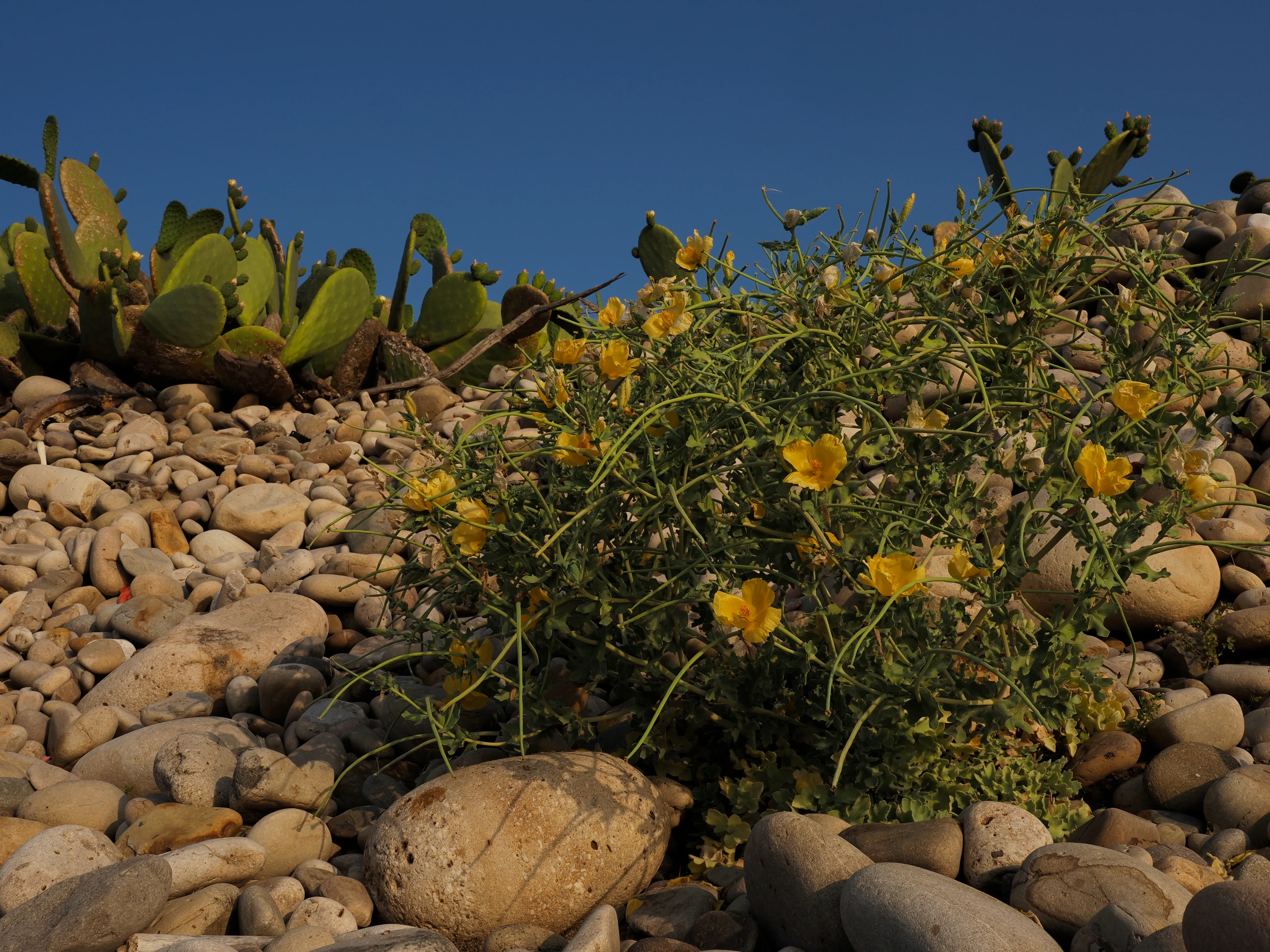 Papavero giallo. Un fiore che abita i margini