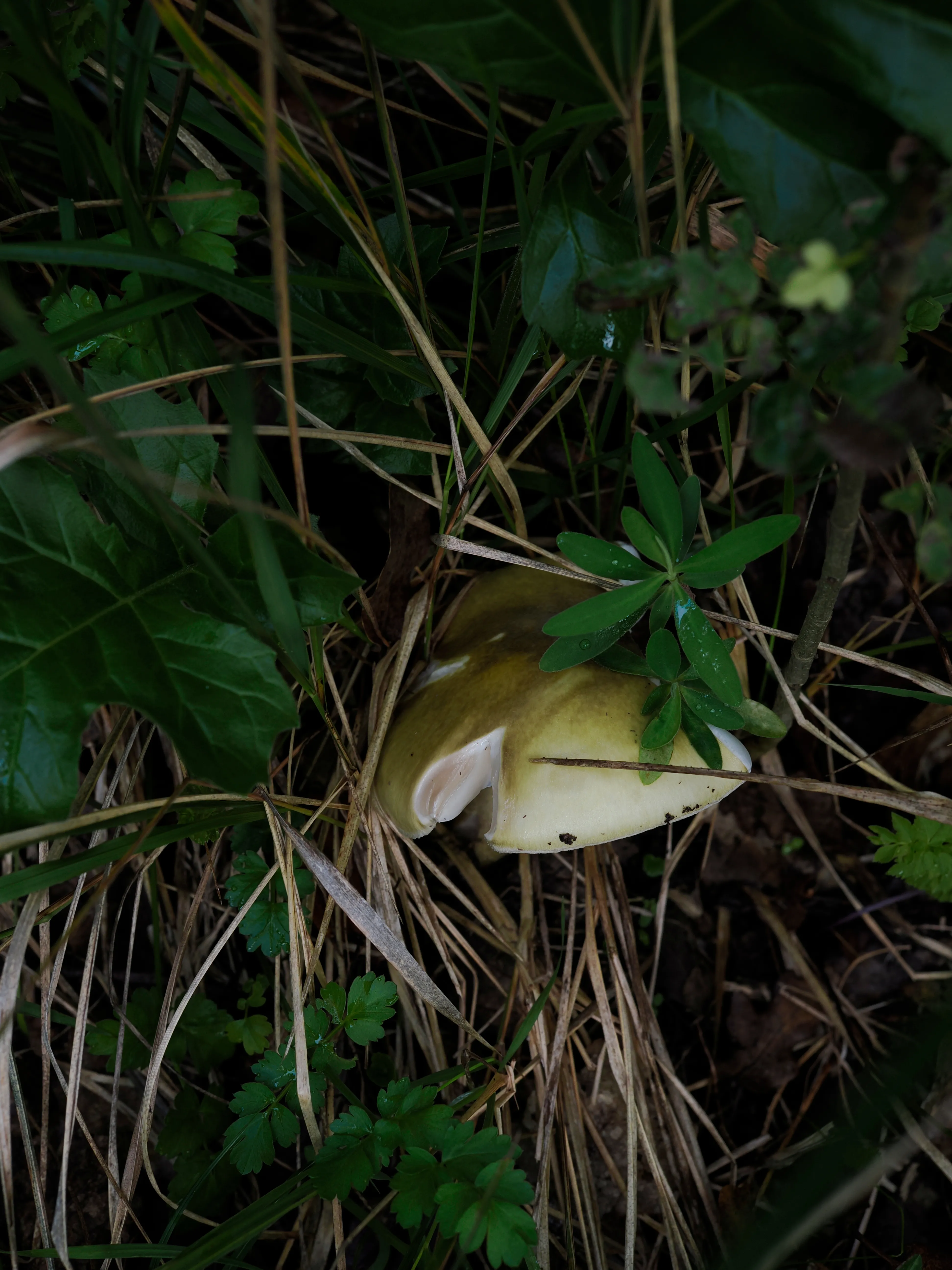 Nel bosco di cerri. La natura che insegna e cresce