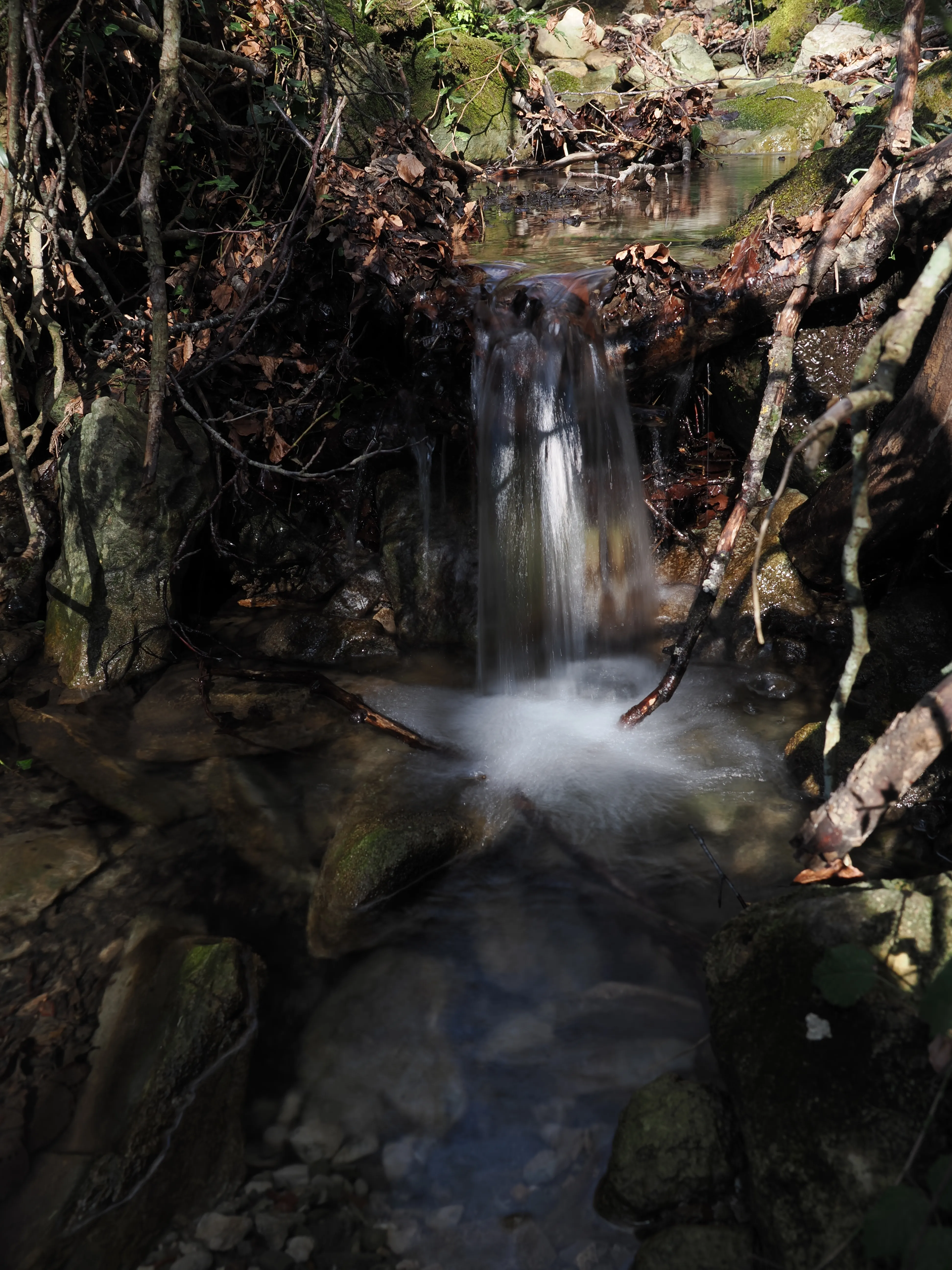 Dwelling in Nature with Olympus