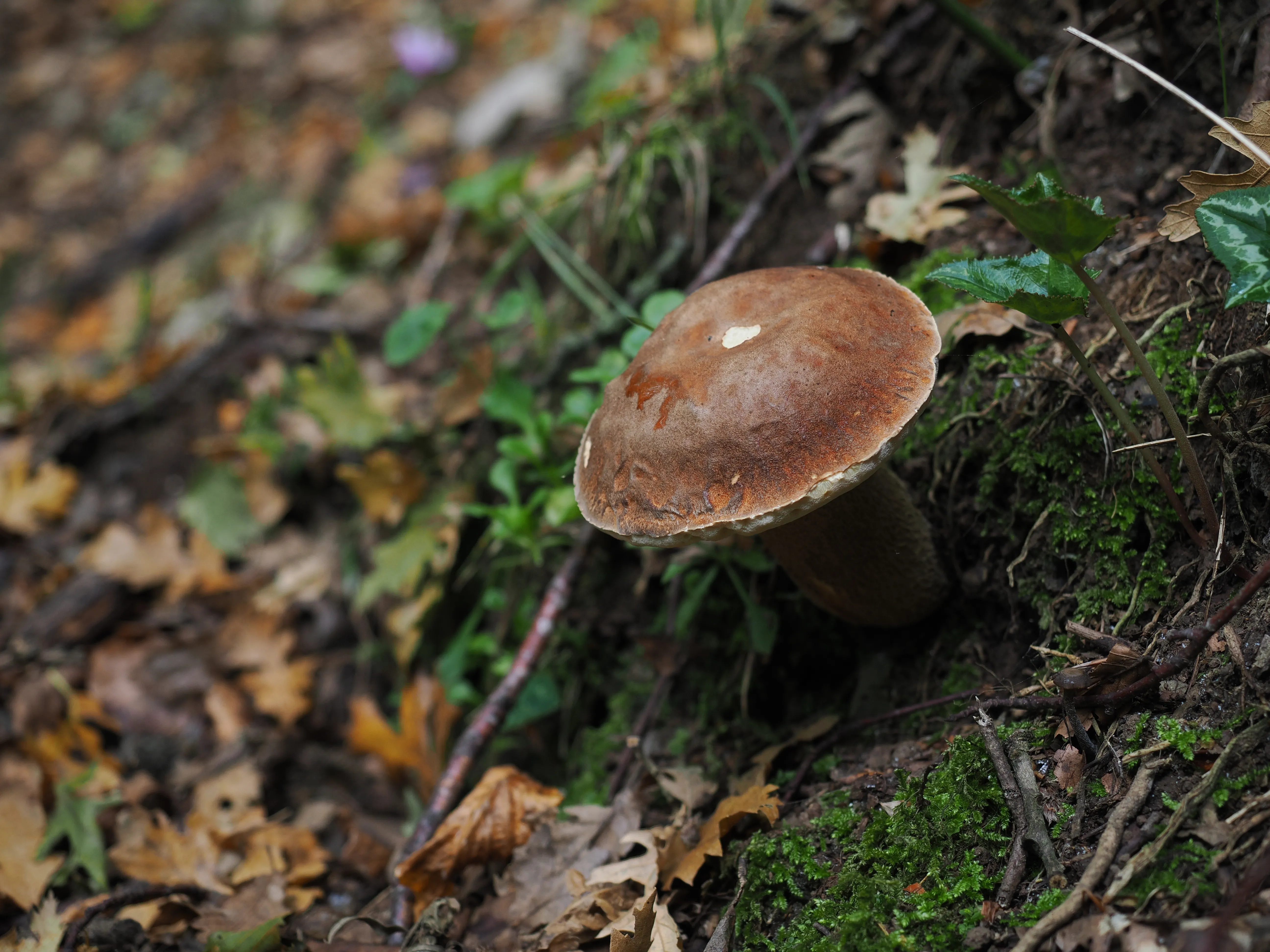 Miconauti. La gioia di esplorare il bosco