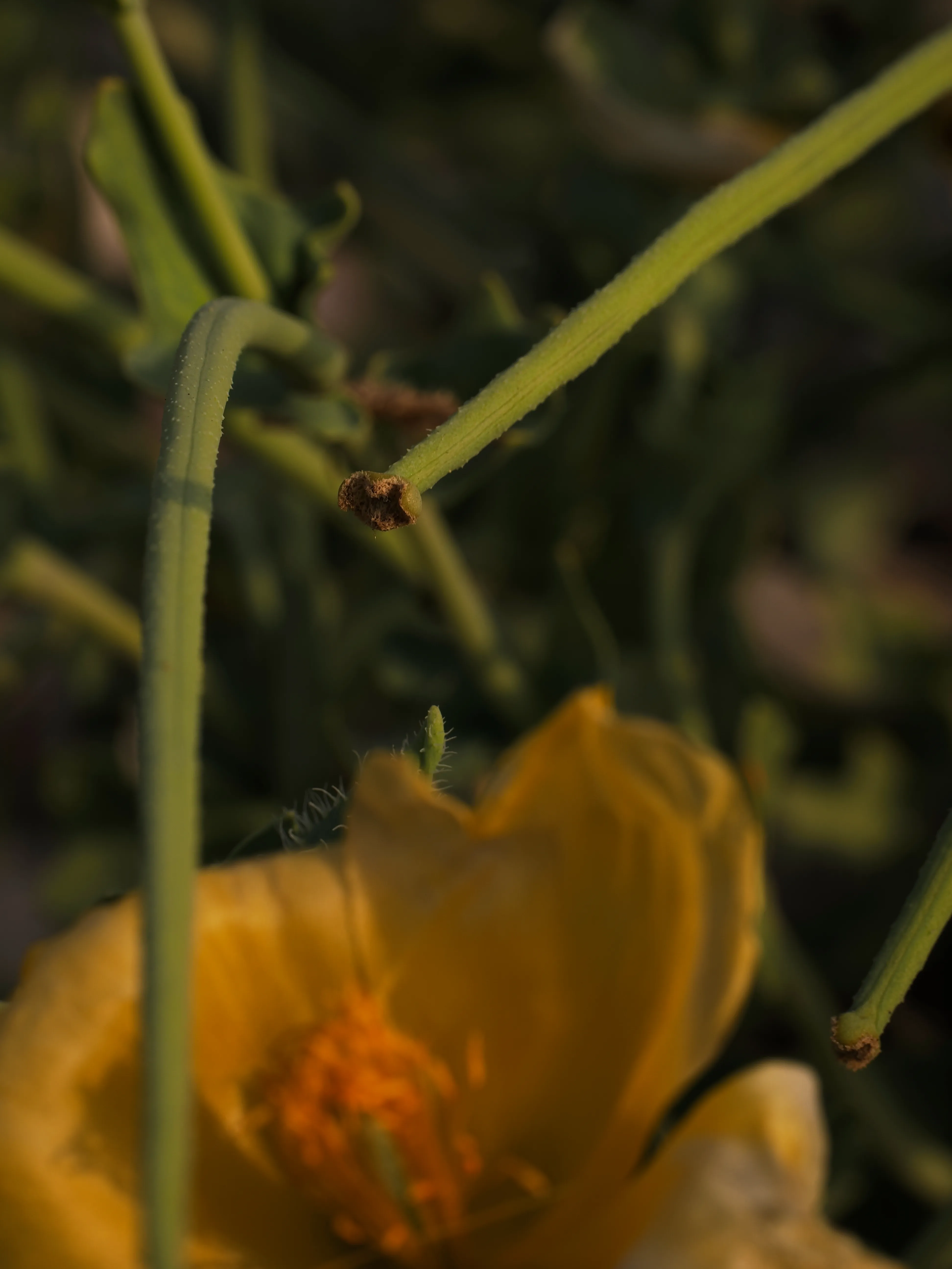 Papavero giallo. Un fiore che abita i margini