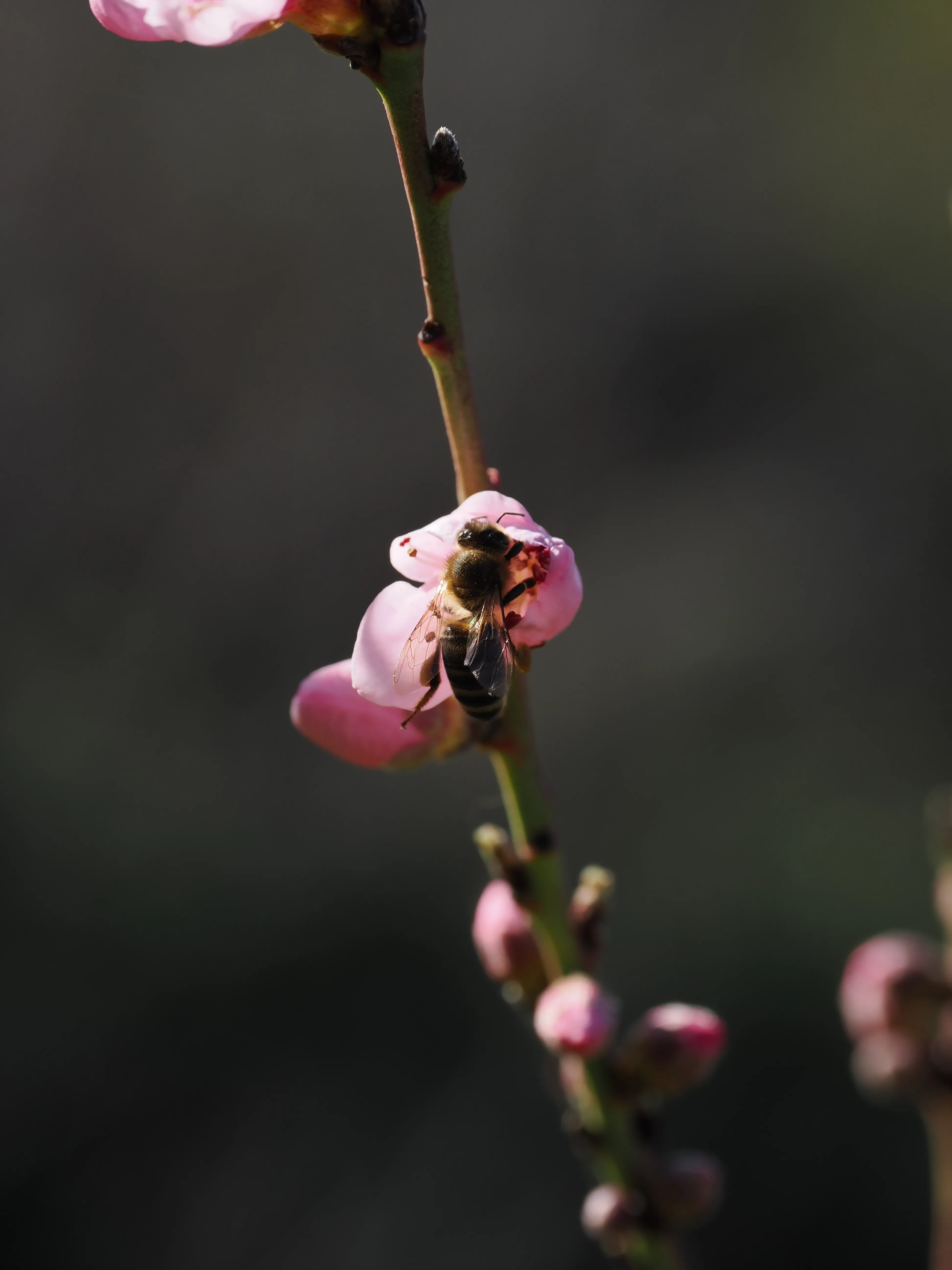 La primavera è voluttuosa
