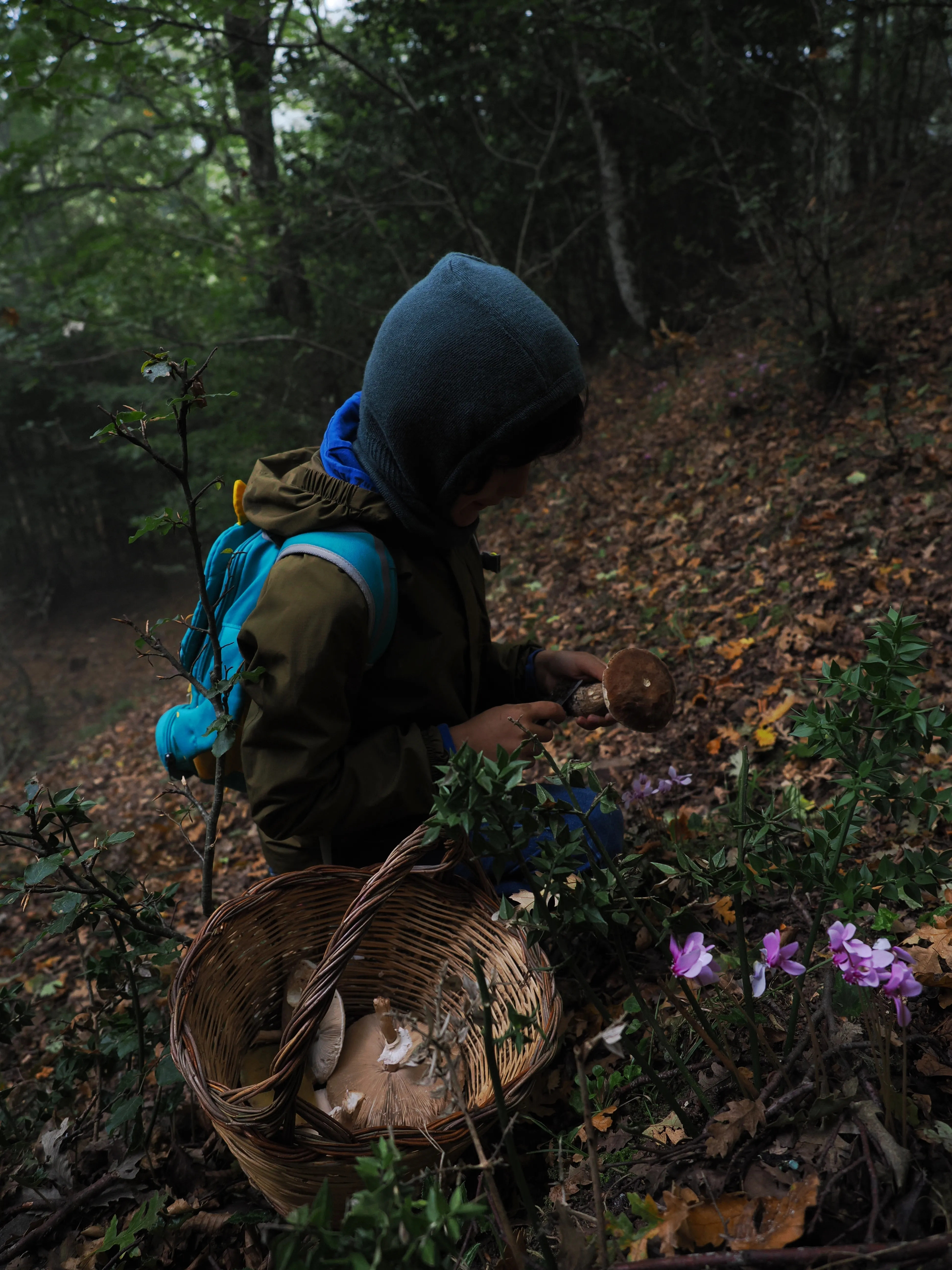 Miconauti. La gioia di esplorare il bosco