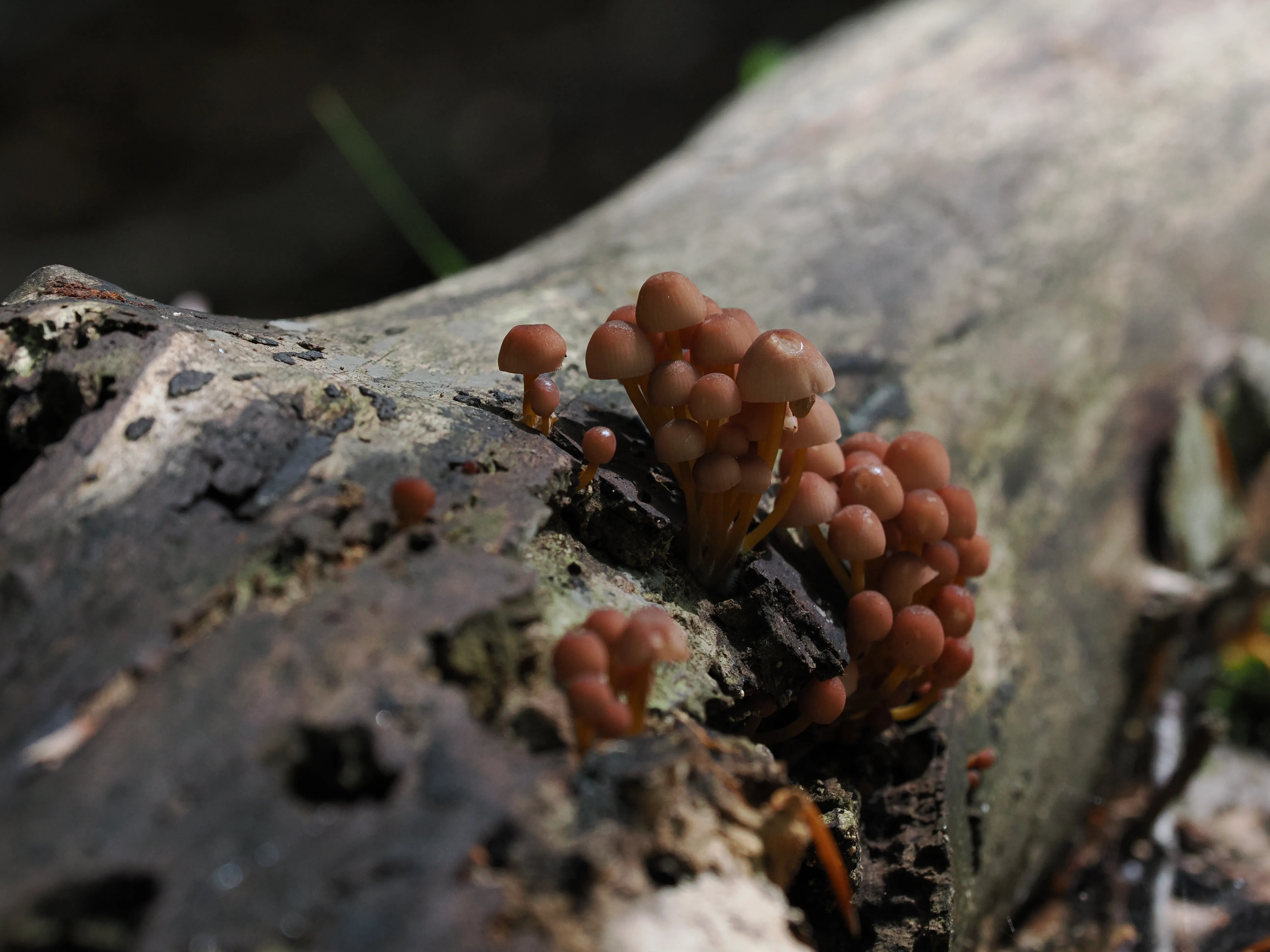 Dwelling in Nature with Olympus