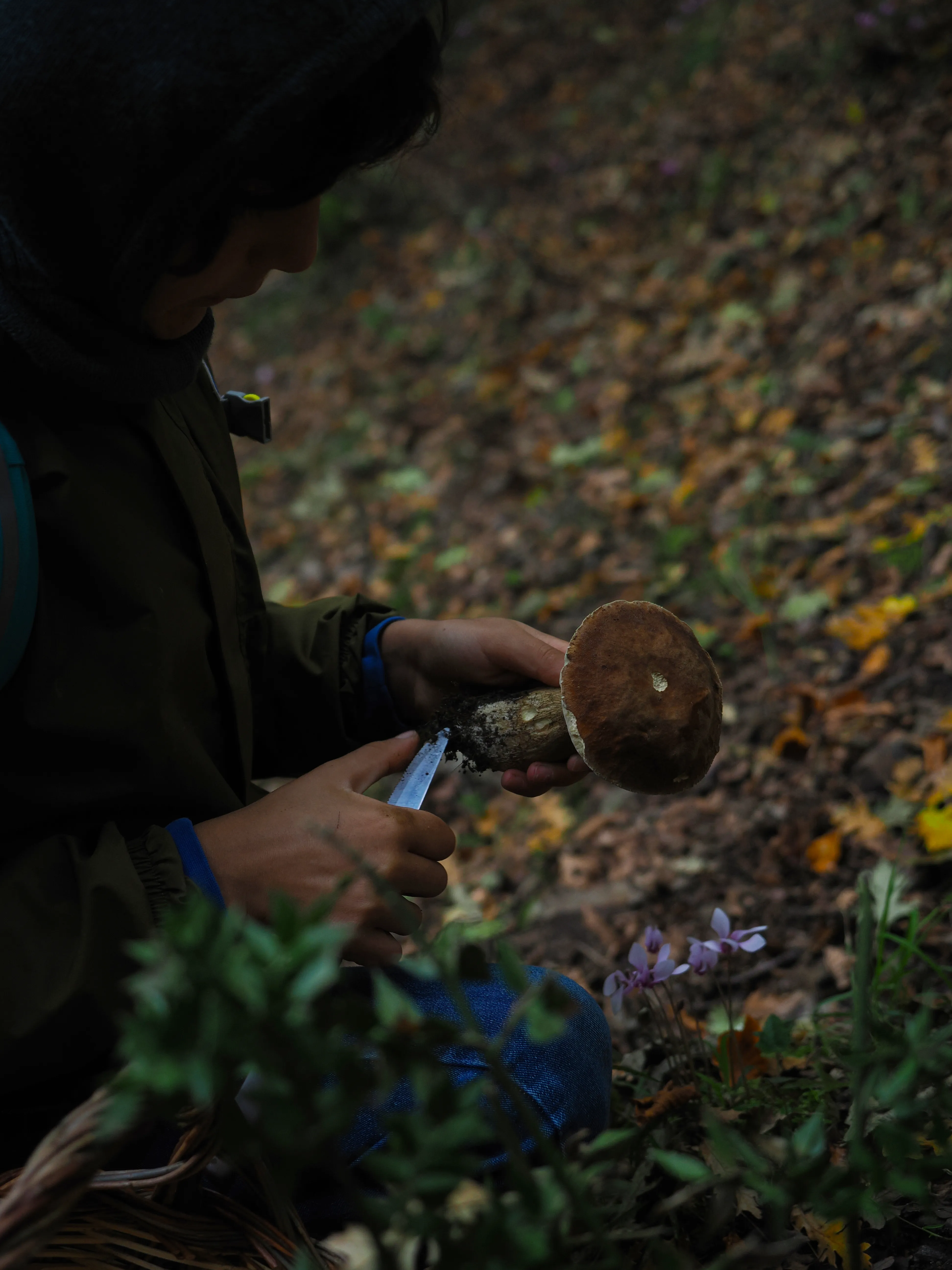 Miconauti. La gioia di esplorare il bosco