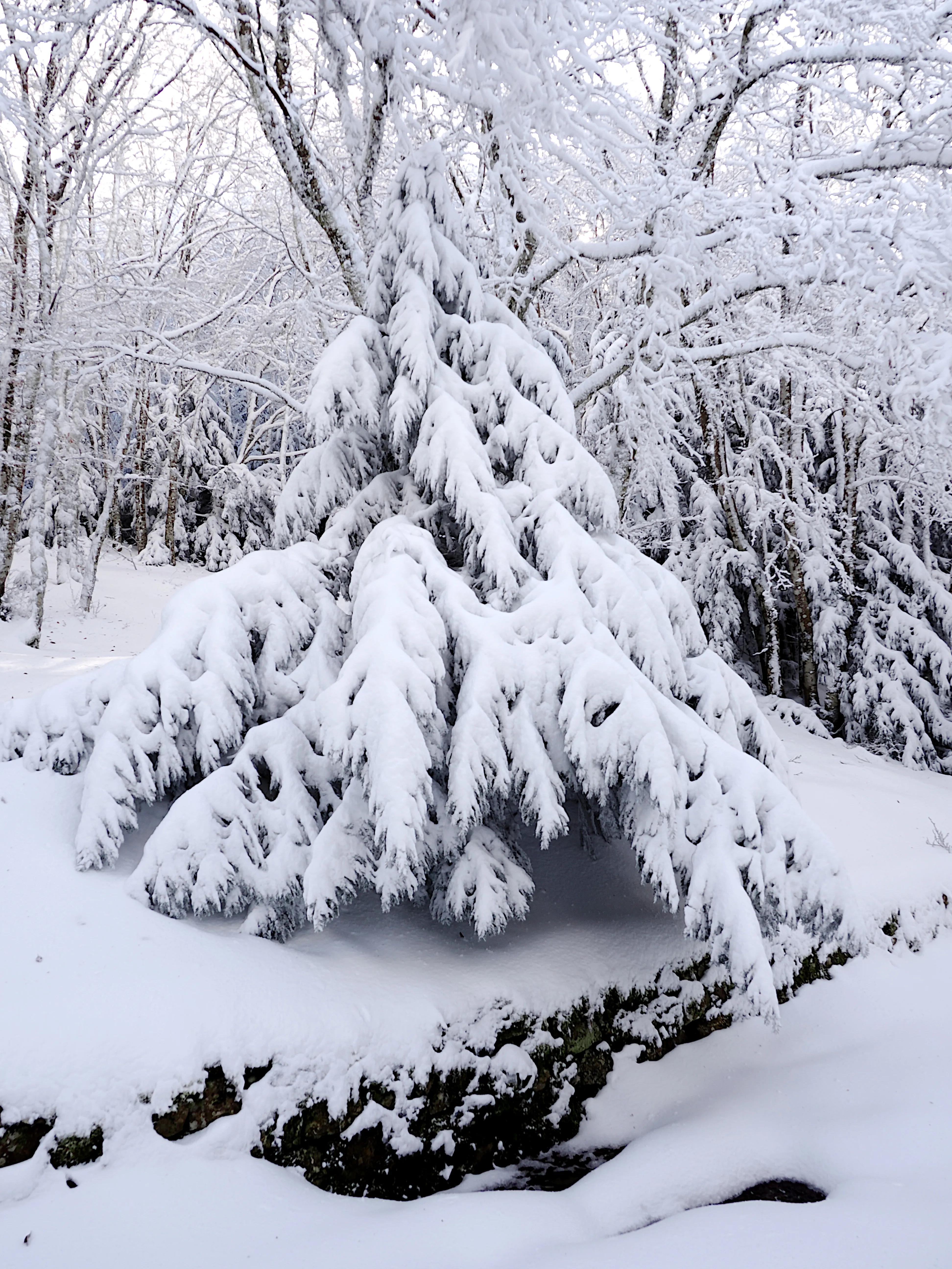 Strati di neve e libertà