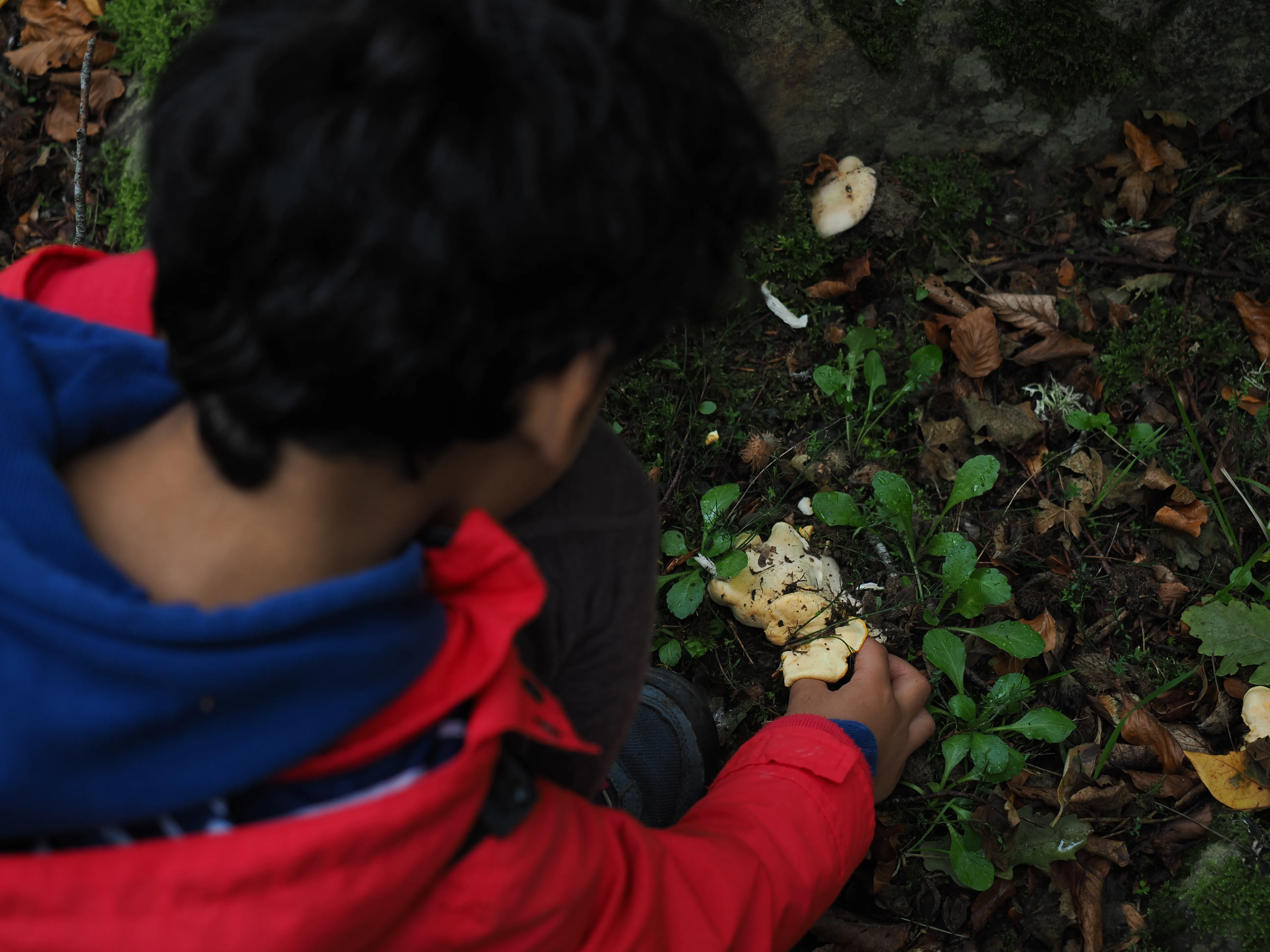Miconauti. La gioia di esplorare il bosco