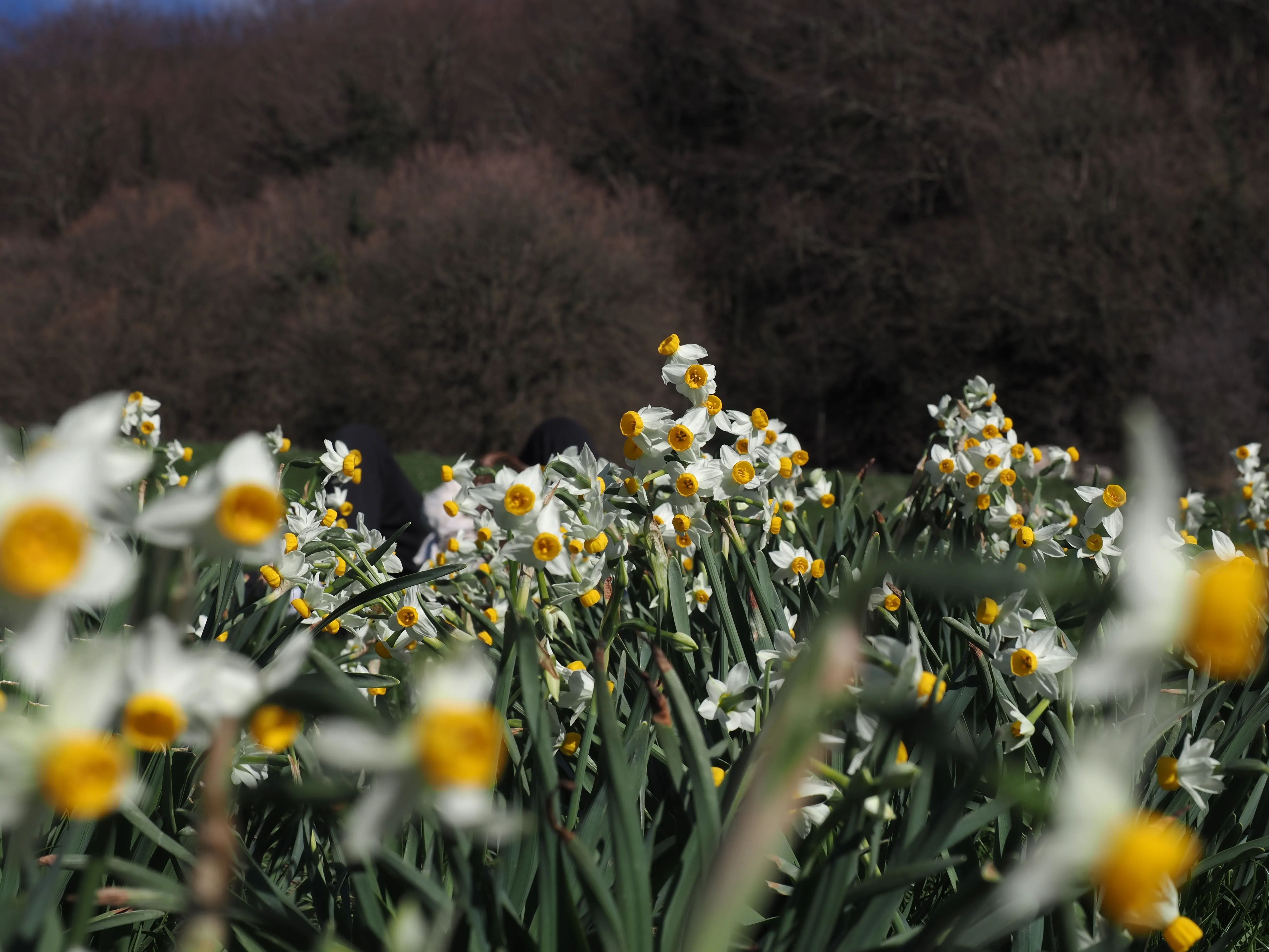 Dwelling in Nature with Olympus