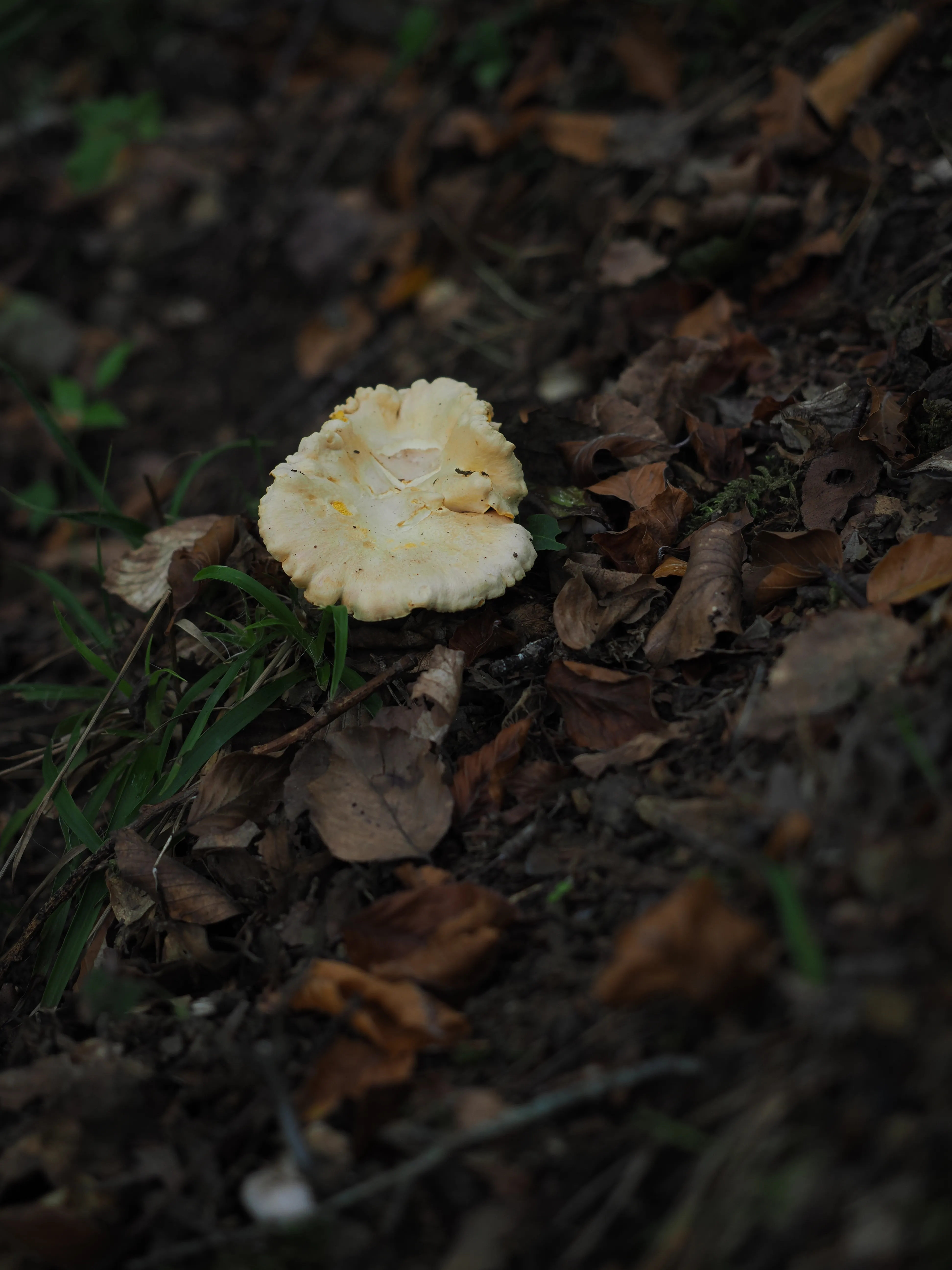 Miconauti. La gioia di esplorare il bosco