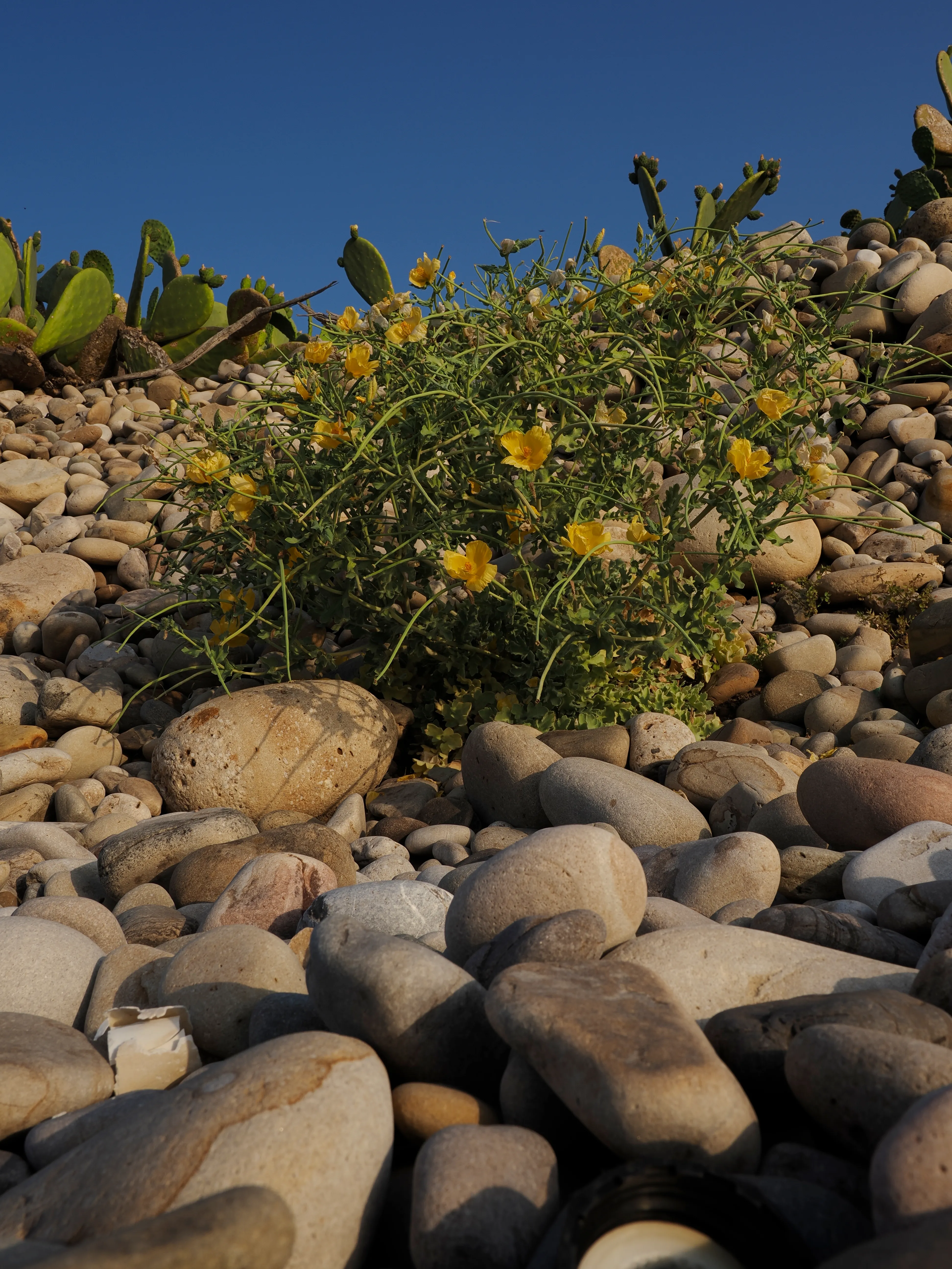 Papavero giallo. Un fiore che abita i margini