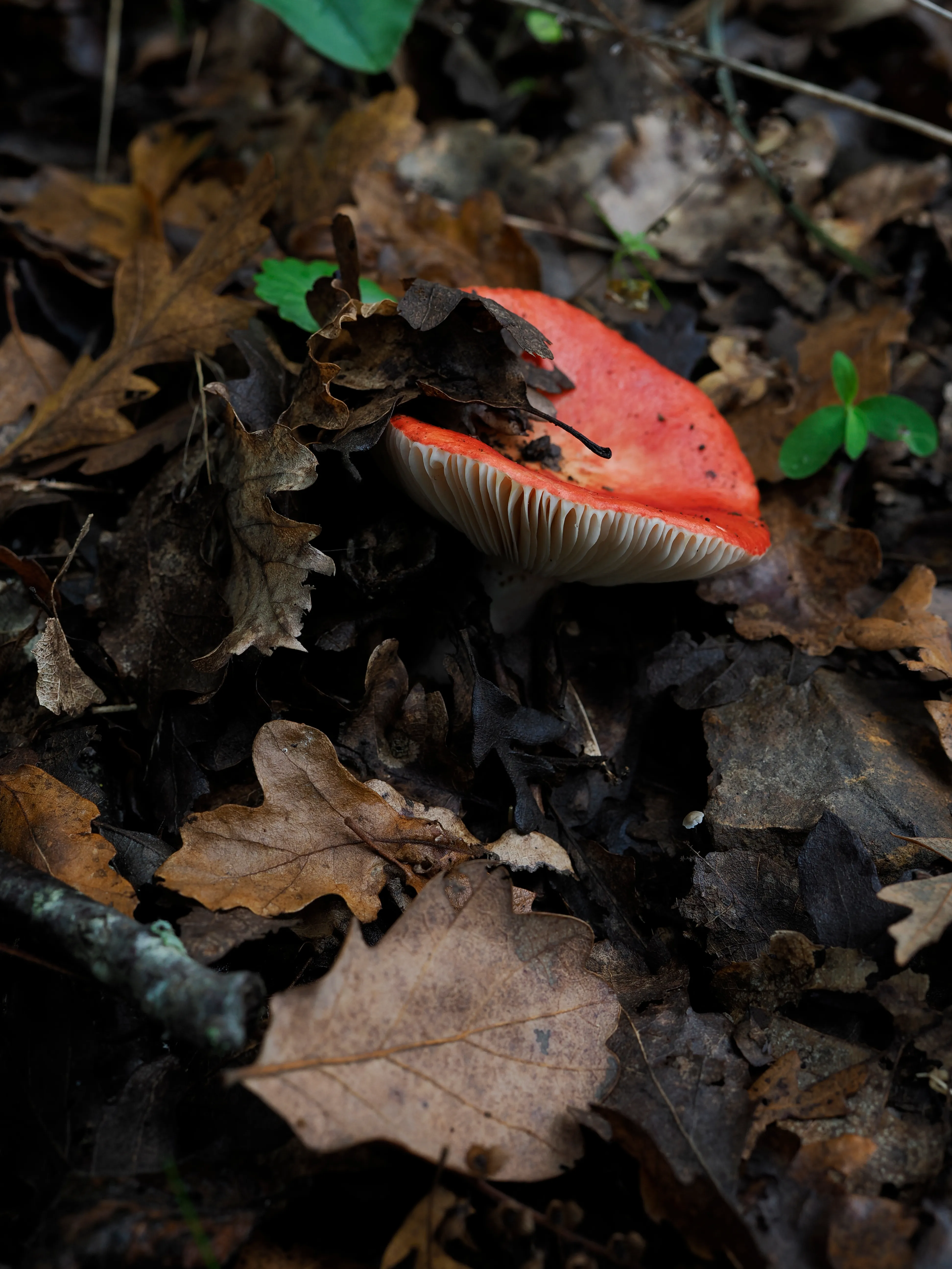 Nel bosco di cerri. La natura che insegna e cresce