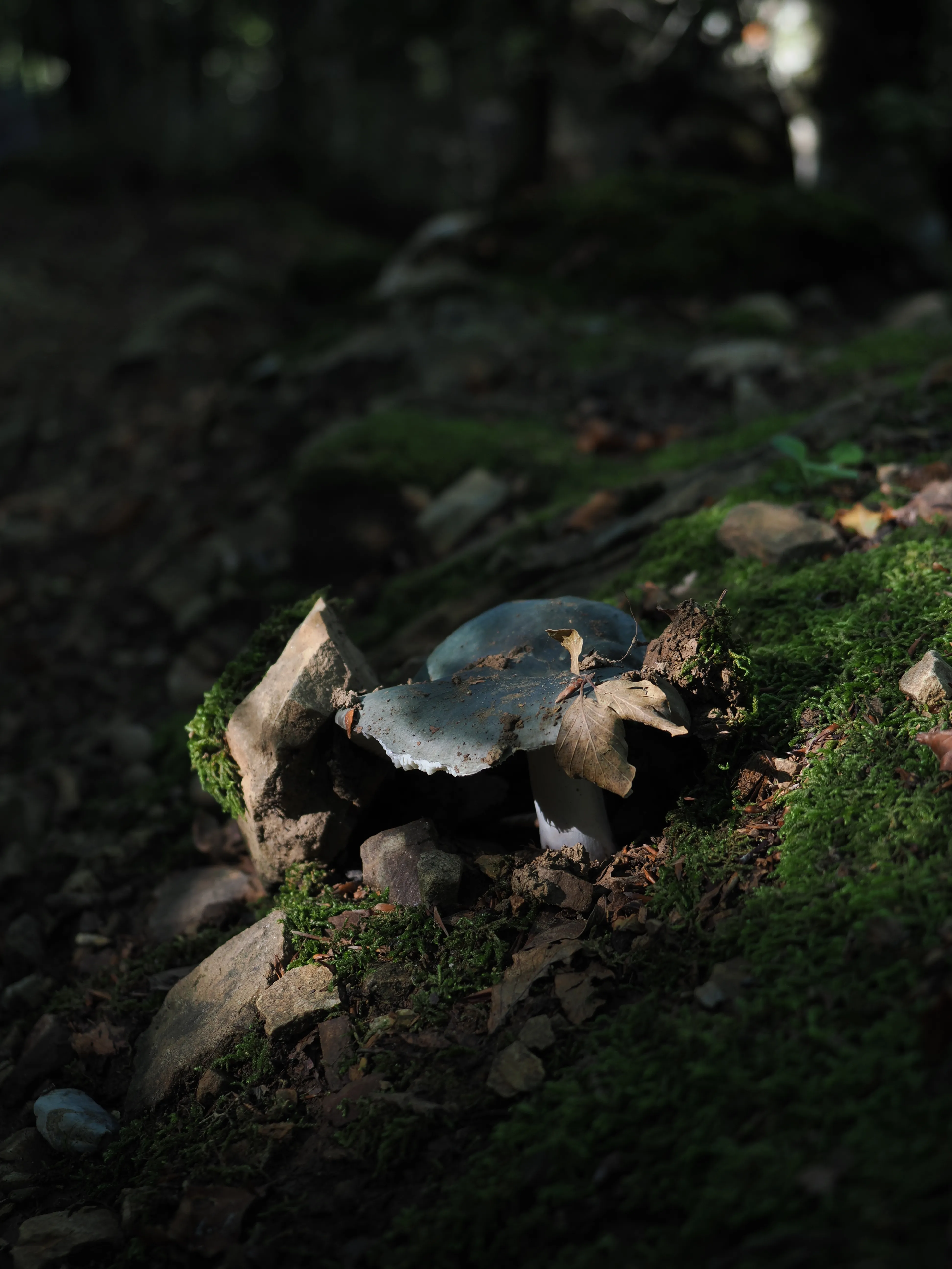 Miconauti. La gioia di esplorare il bosco