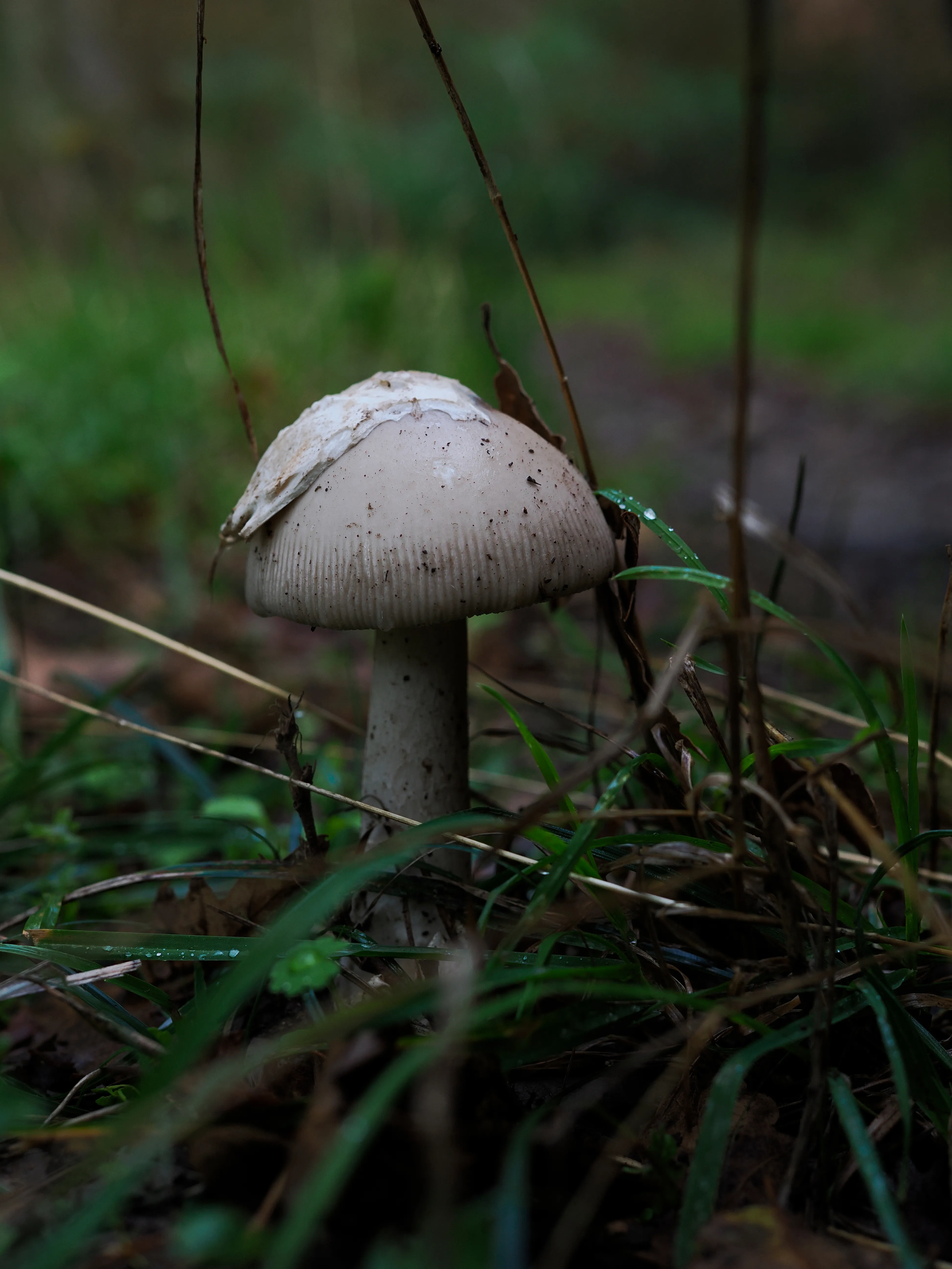 Nel bosco di cerri. La natura che insegna e cresce