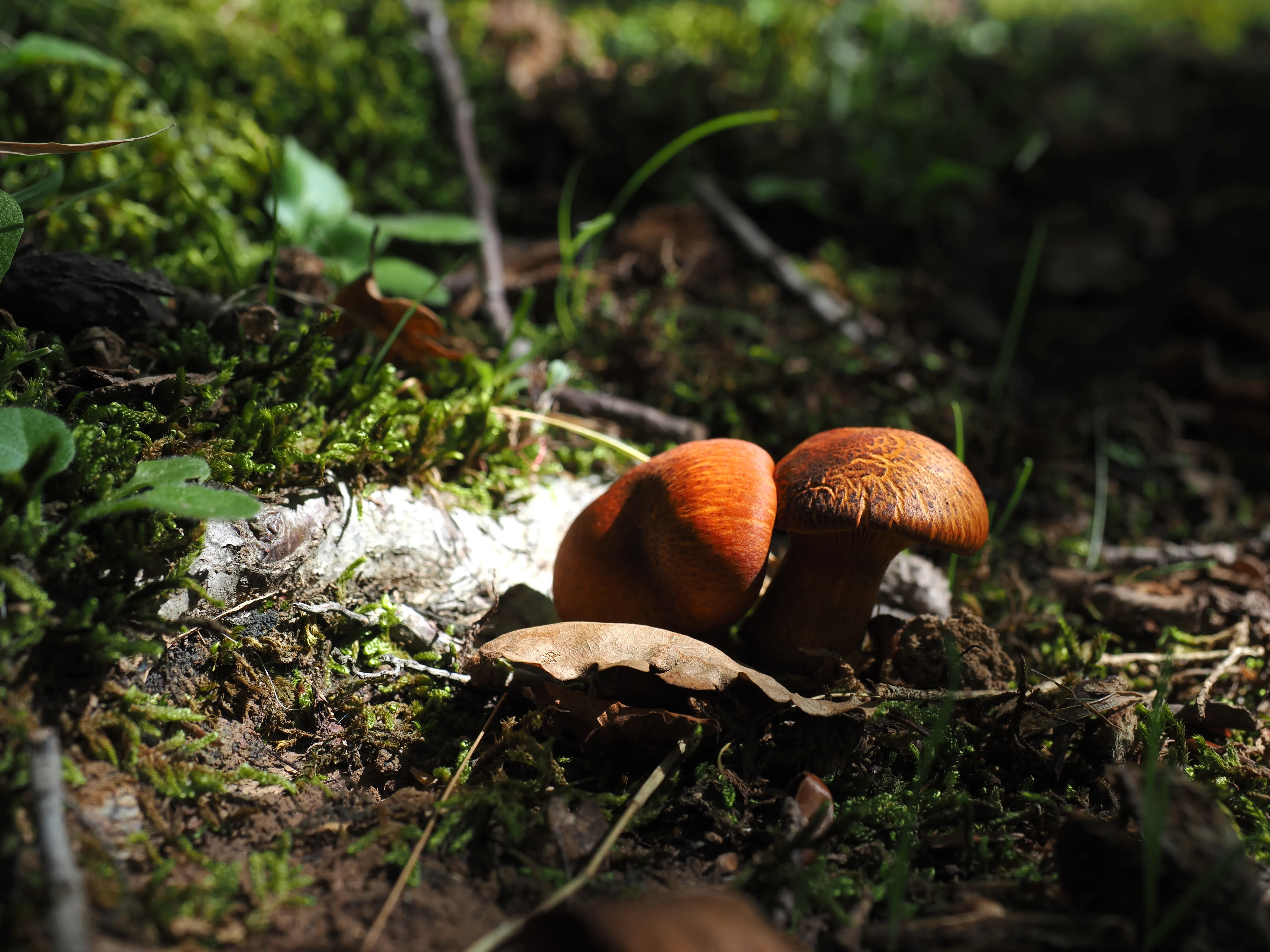 Miconauti. La gioia di esplorare il bosco