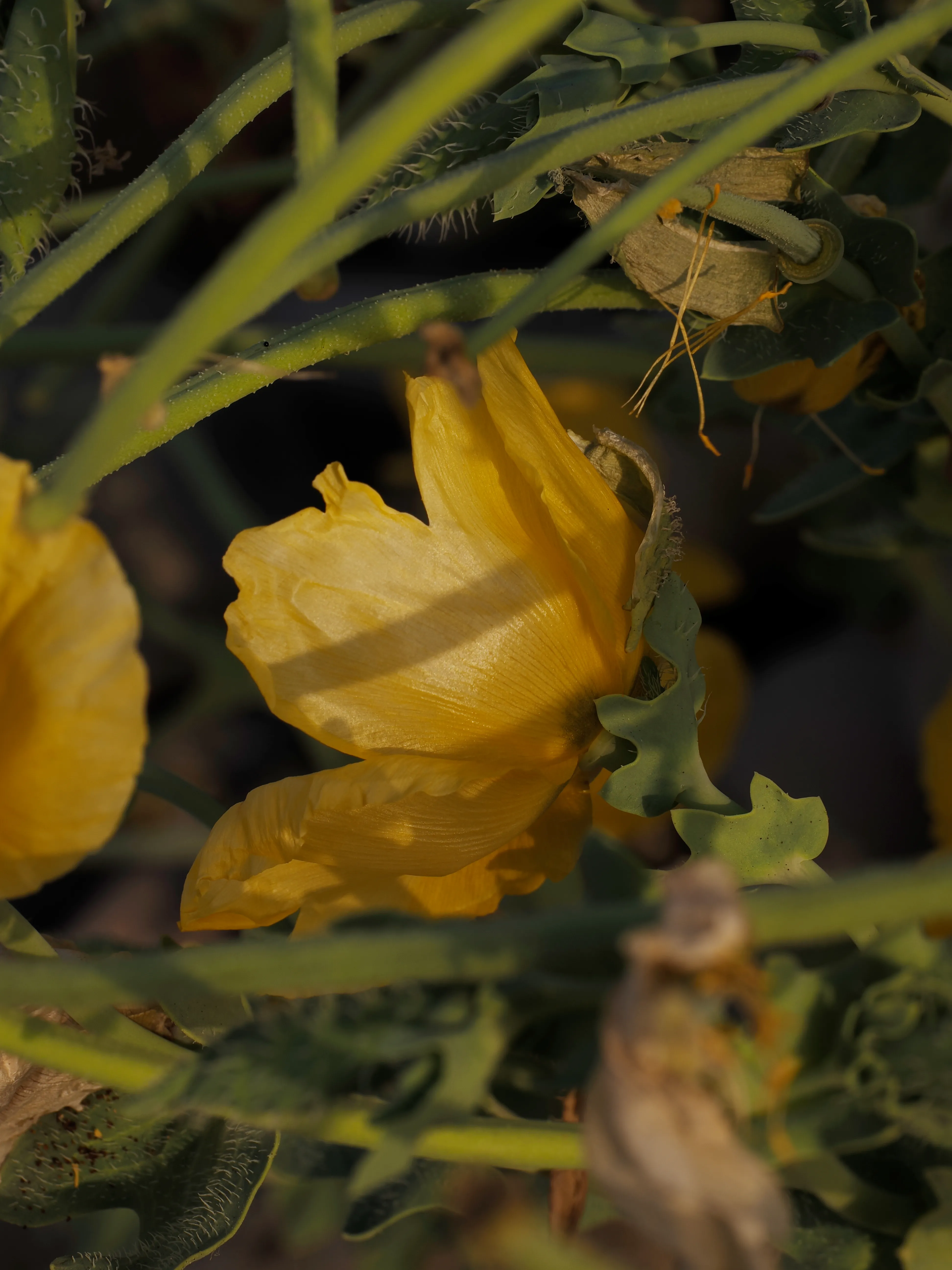Papavero giallo. Un fiore che abita i margini