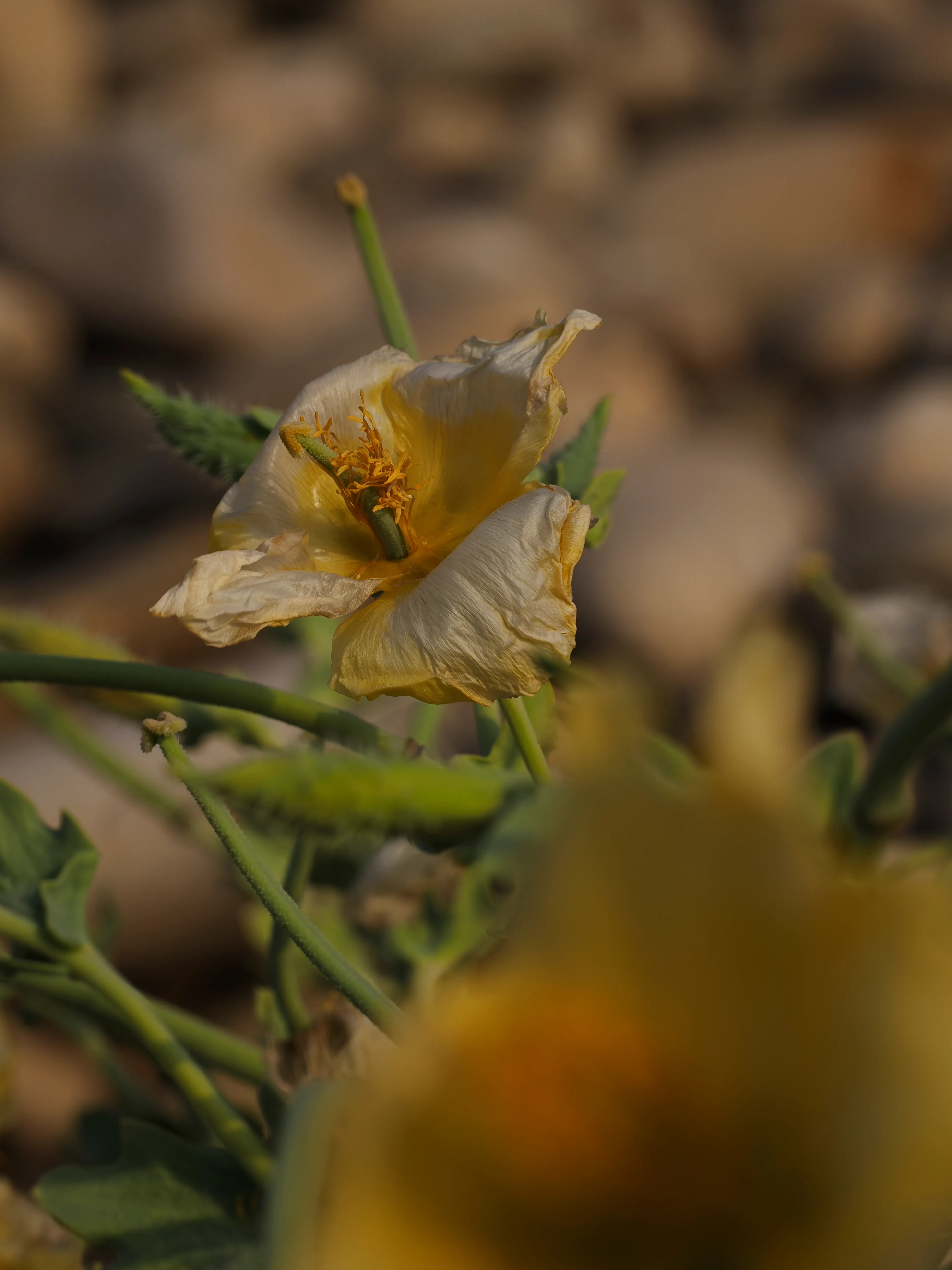 Papavero giallo. Un fiore che abita i margini
