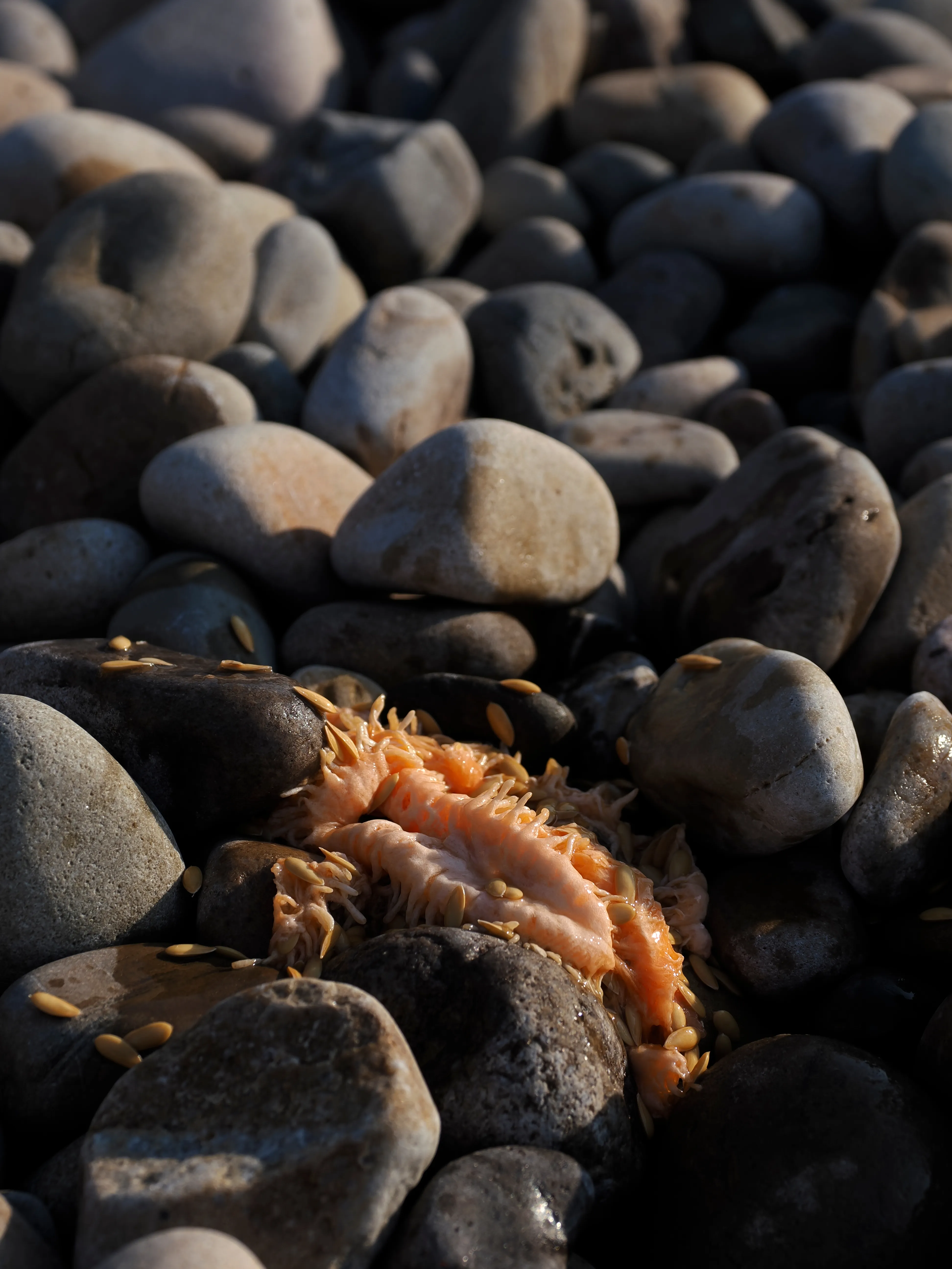 Il succo di un'estate.