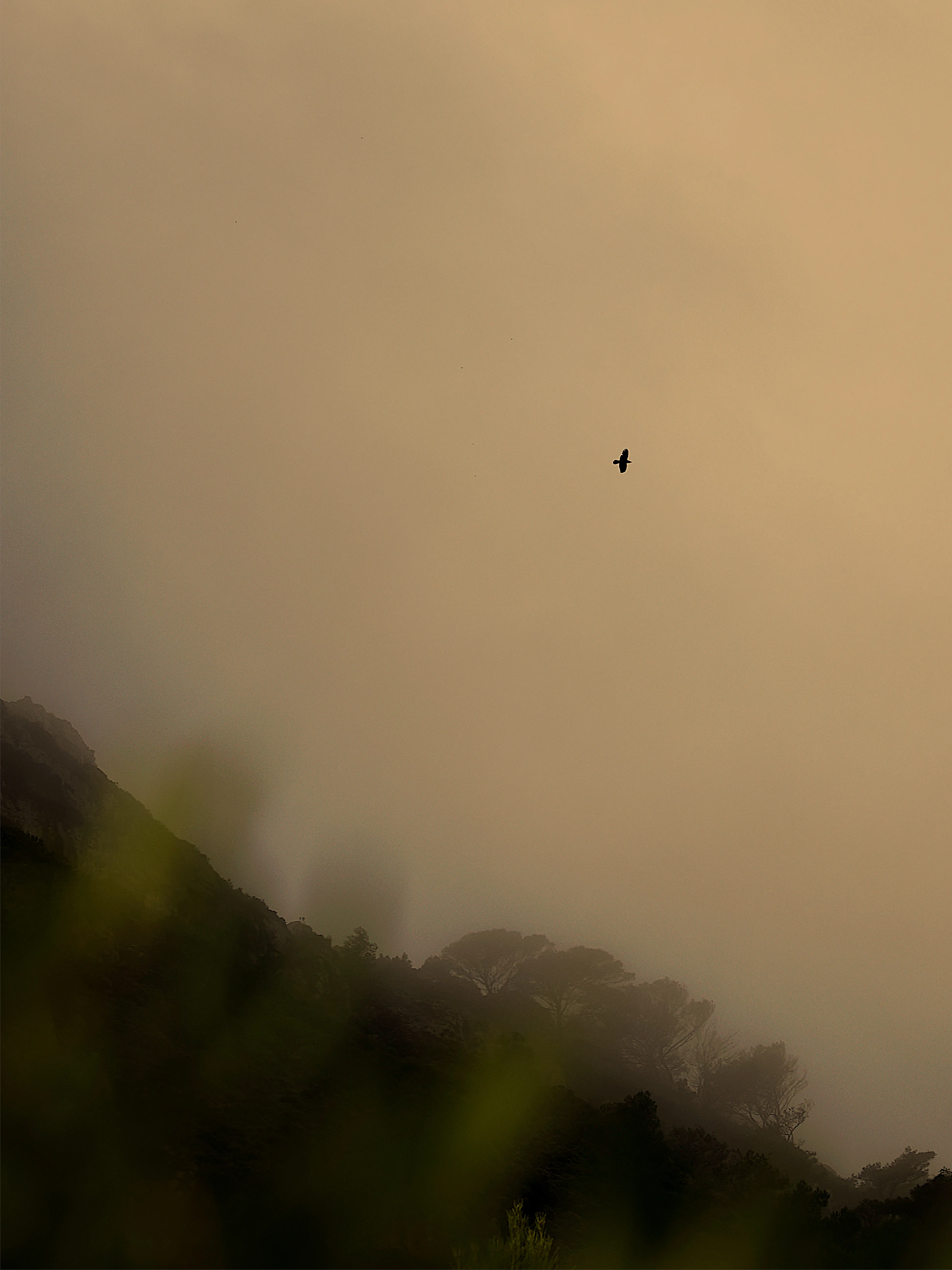 Respiro fiorito dell'autunno a Marettimo. Fotografia del sentire