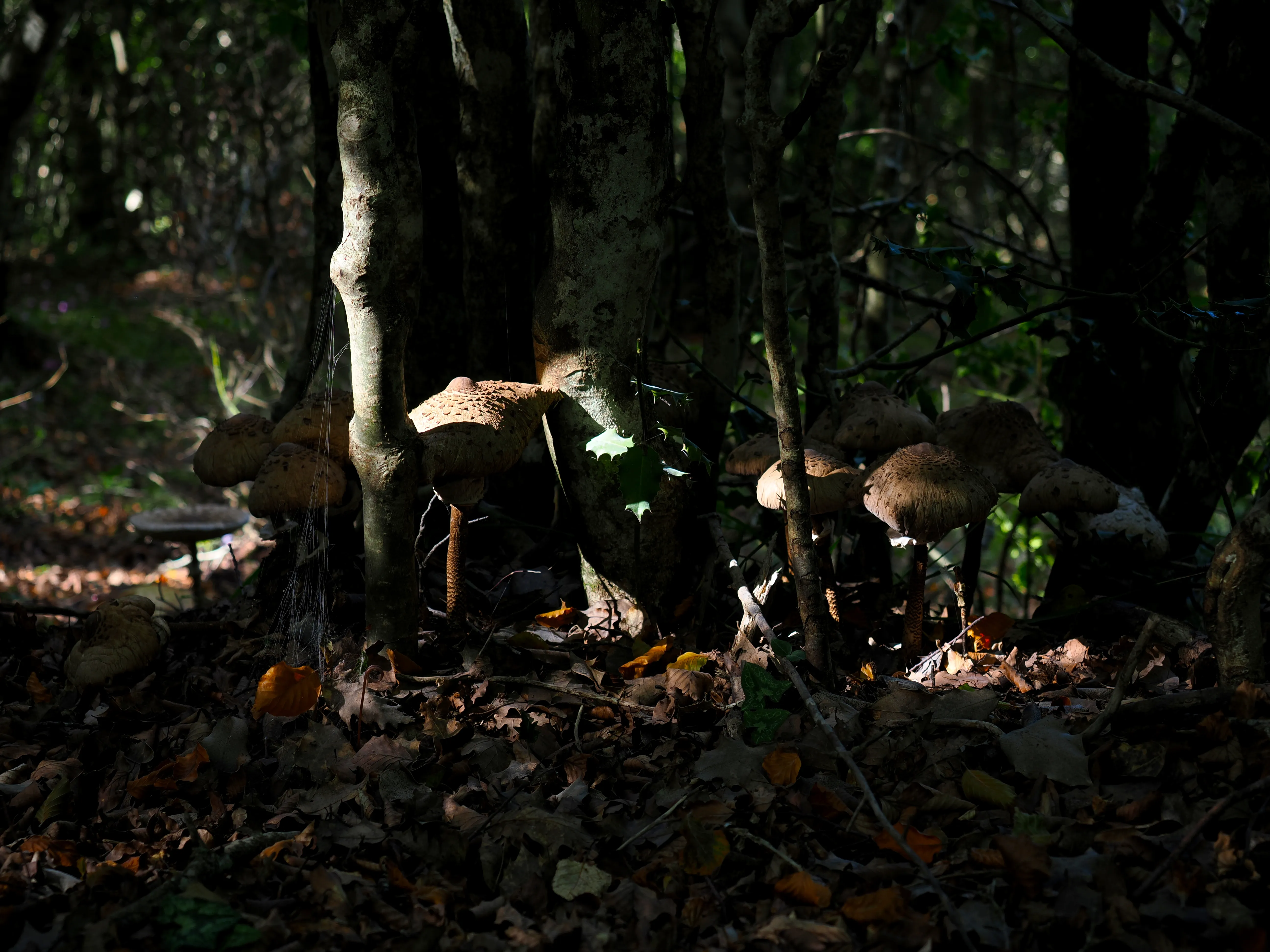 Miconauti. La gioia di esplorare il bosco