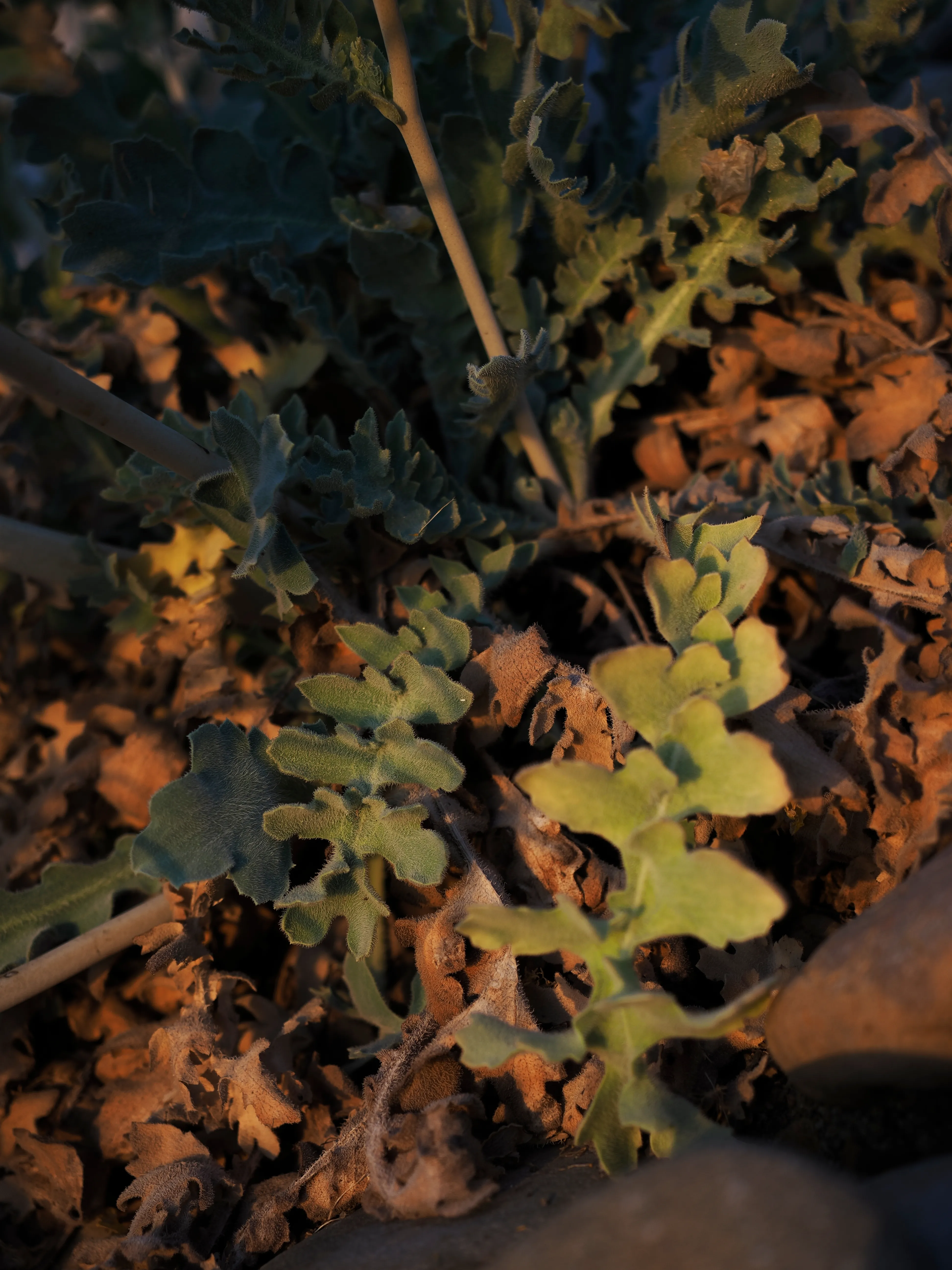 Papavero giallo. Un fiore che abita i margini