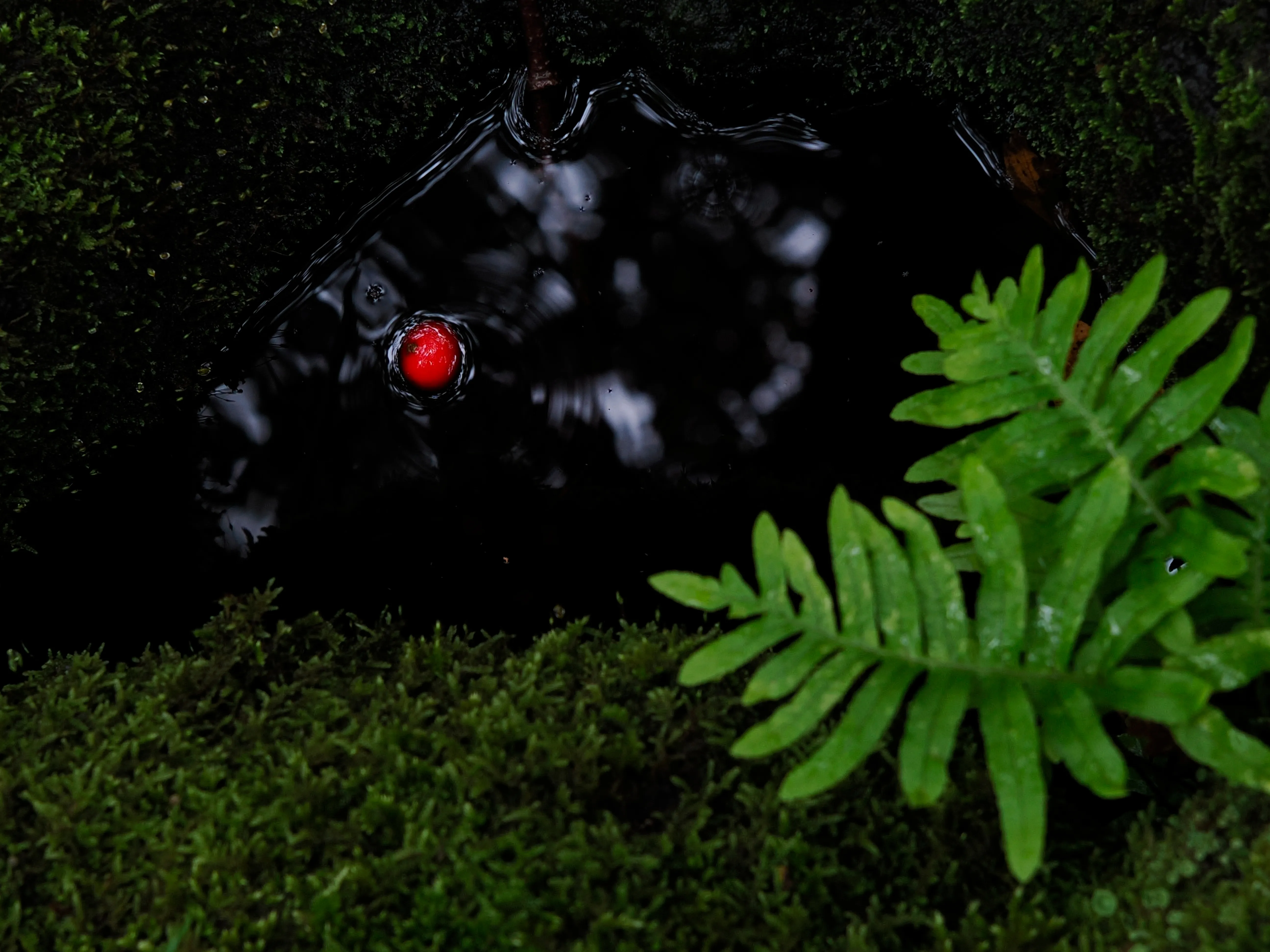 Nel bosco di cerri. La natura che insegna e cresce
