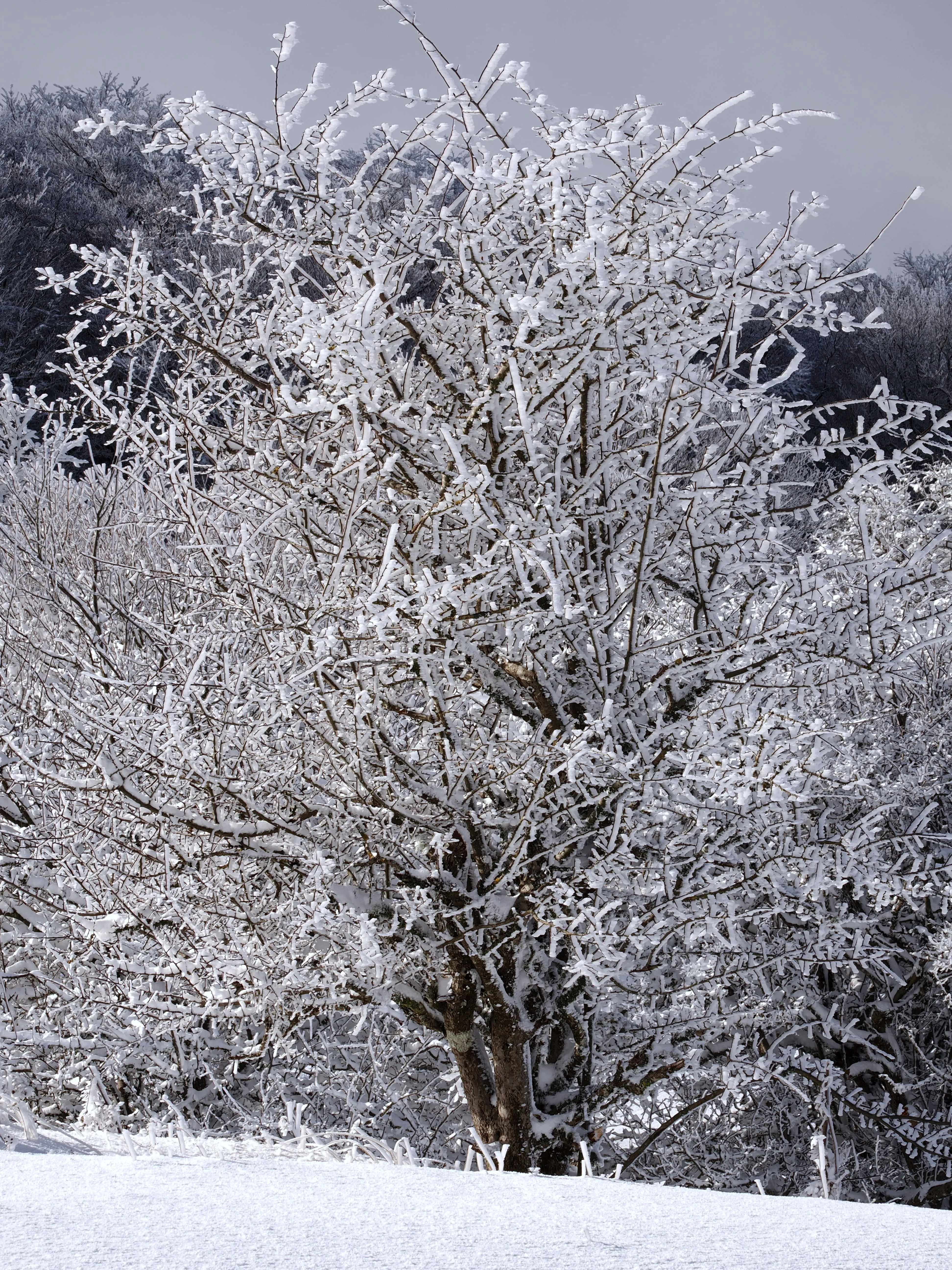 Strati di neve e libertà