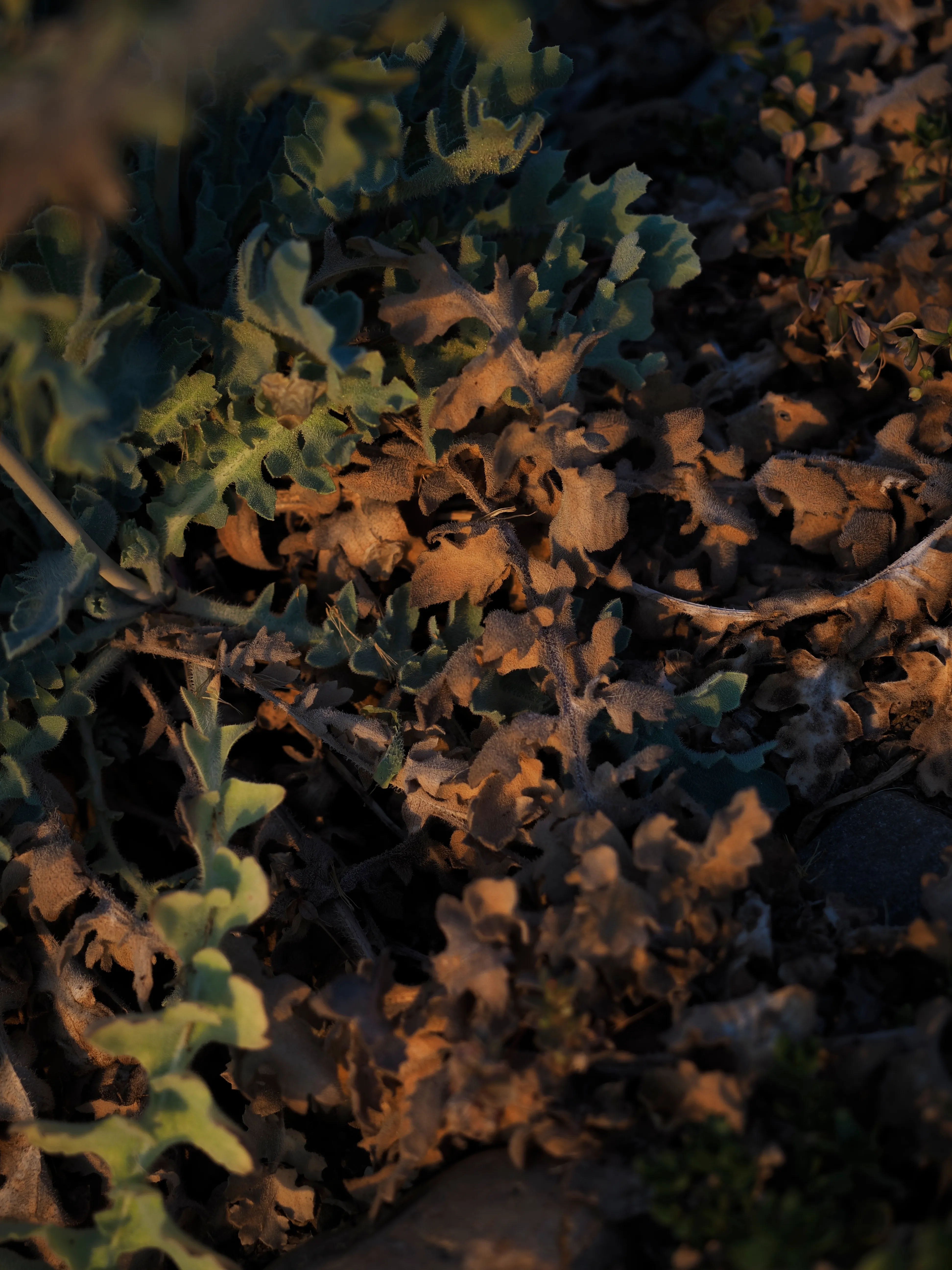 Papavero giallo. Un fiore che abita i margini