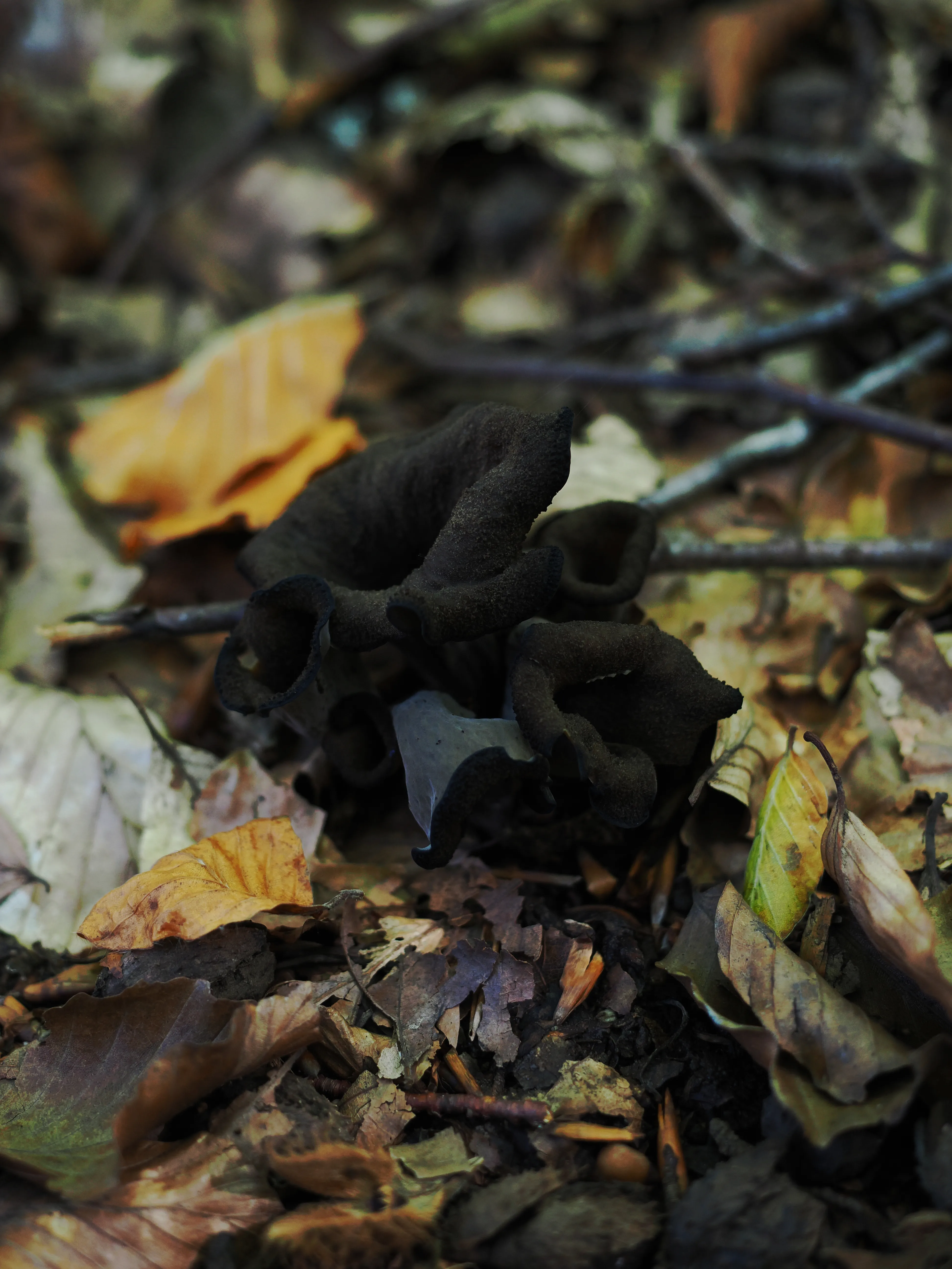 Miconauti. La gioia di esplorare il bosco