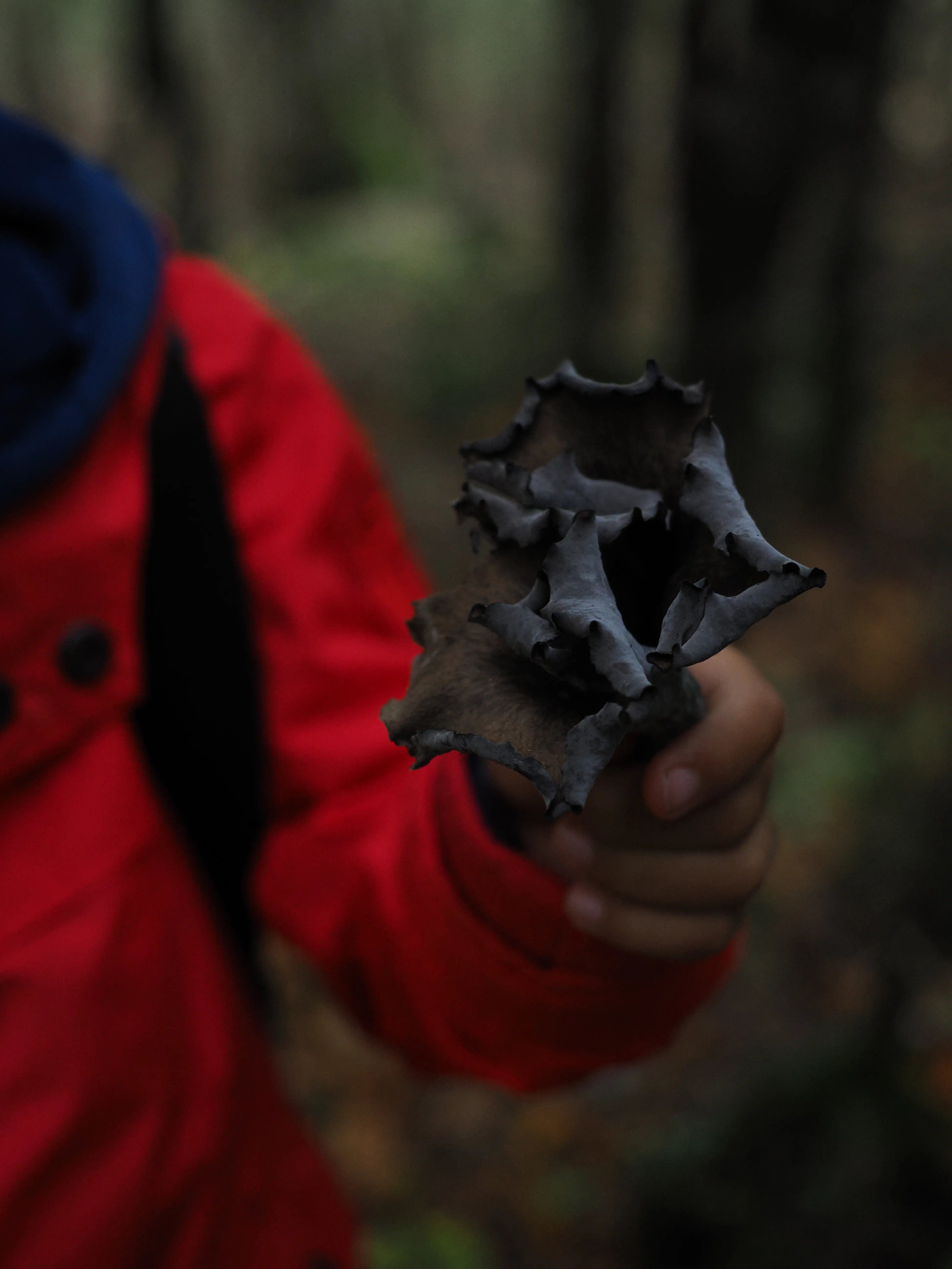 Miconauti. La gioia di esplorare il bosco