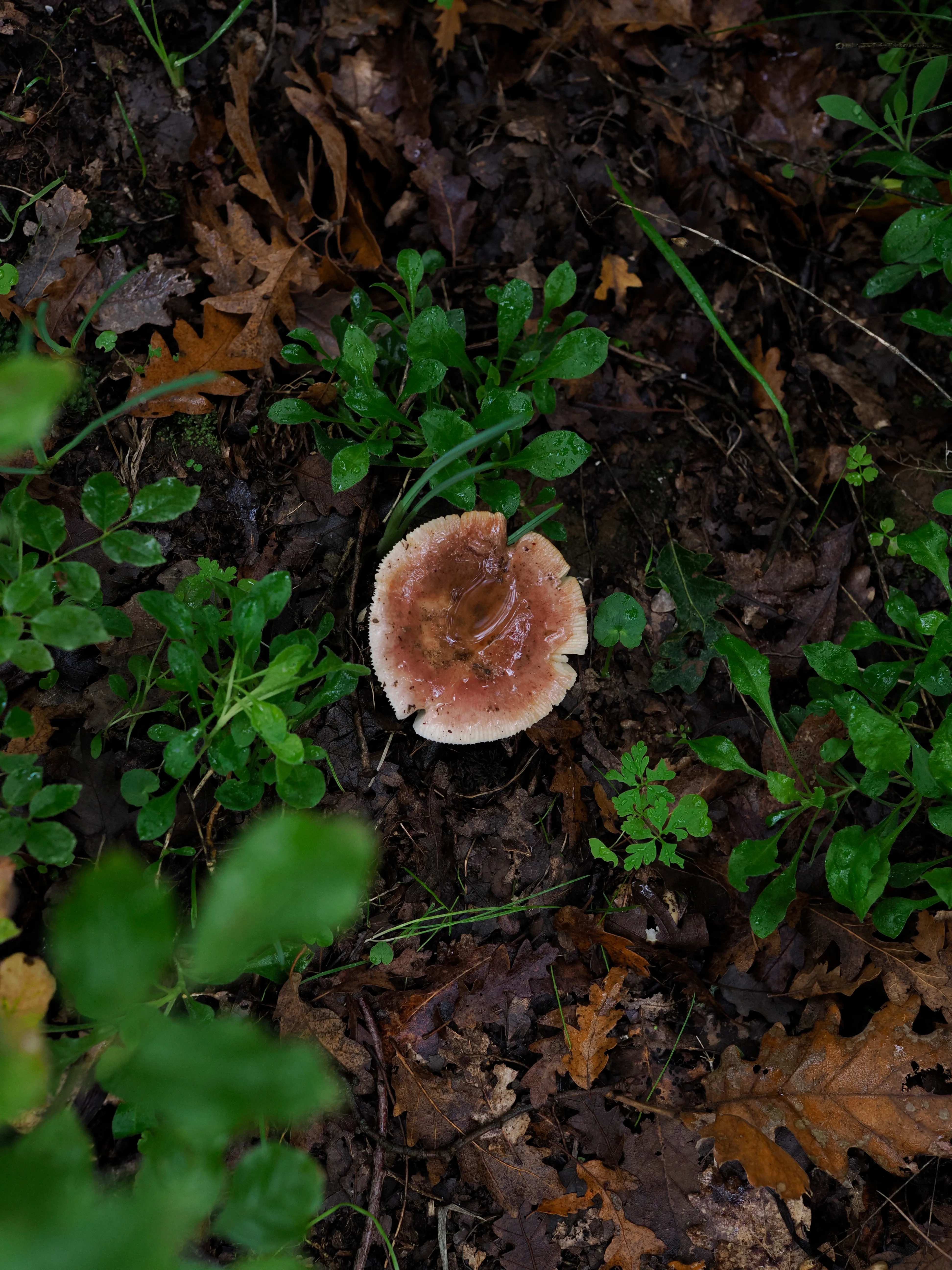 Nel bosco di cerri. La natura che insegna e cresce