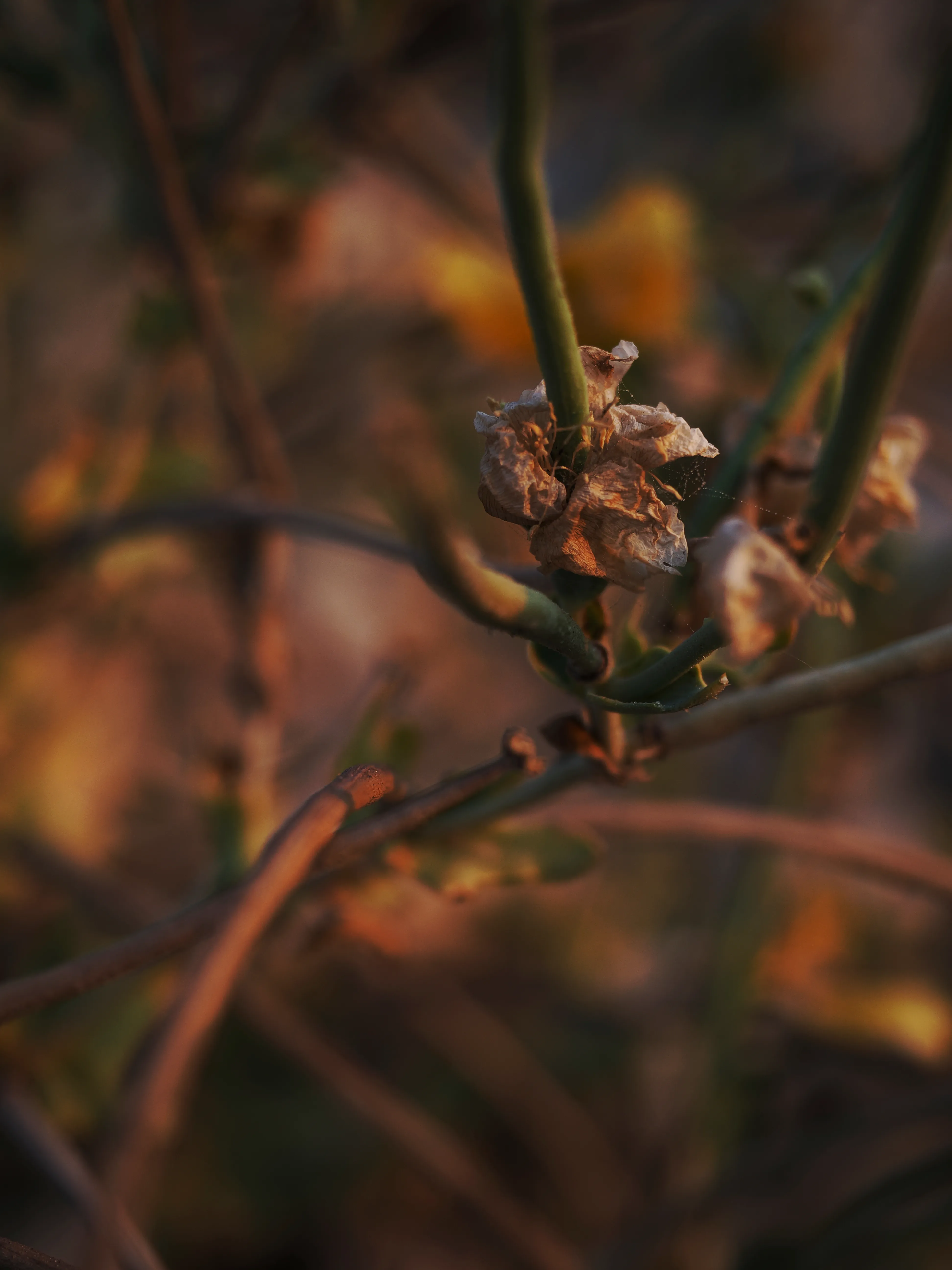 Papavero giallo. Un fiore che abita i margini