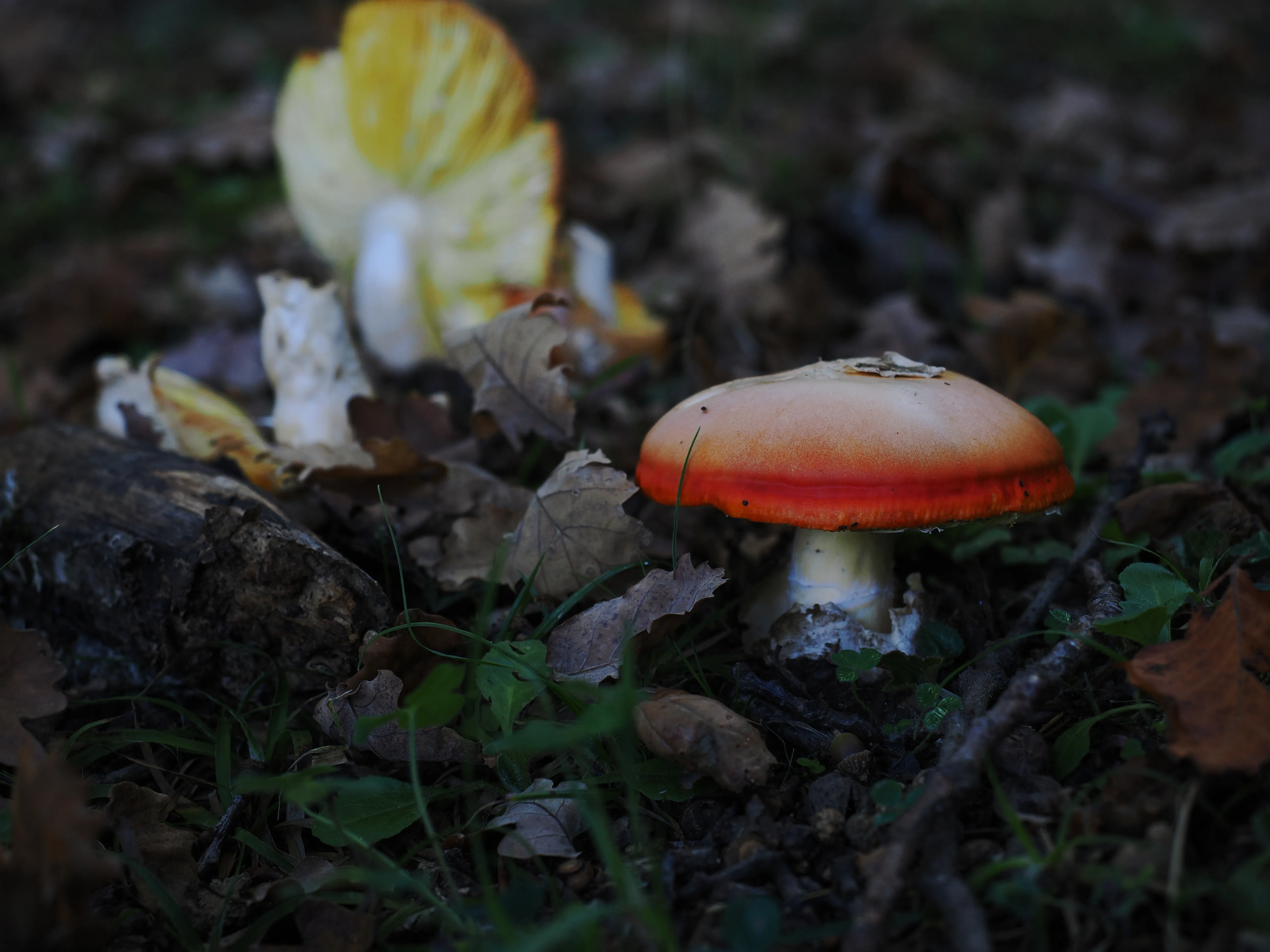 Miconauti. La gioia di esplorare il bosco