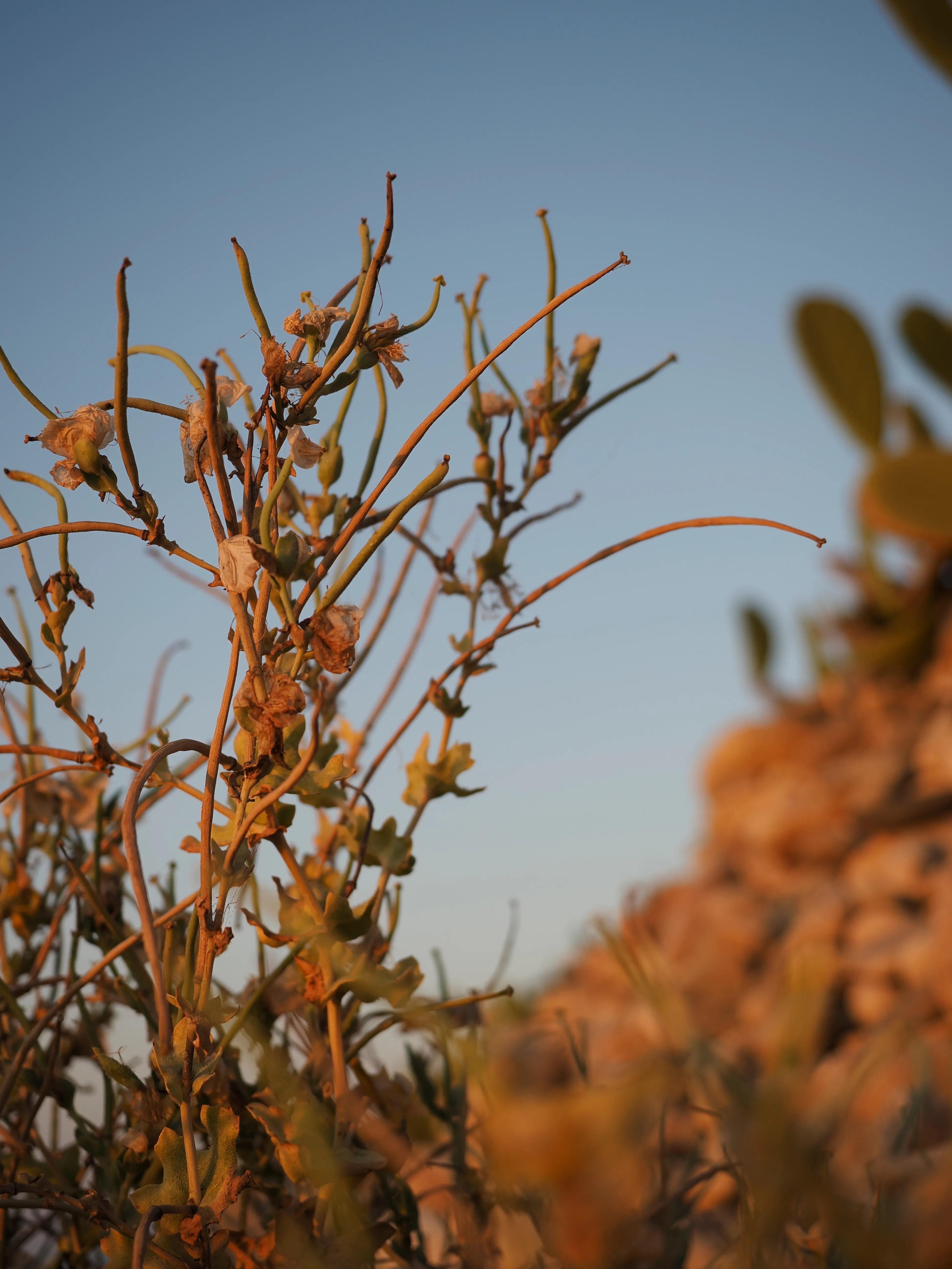 Papavero giallo. Un fiore che abita i margini