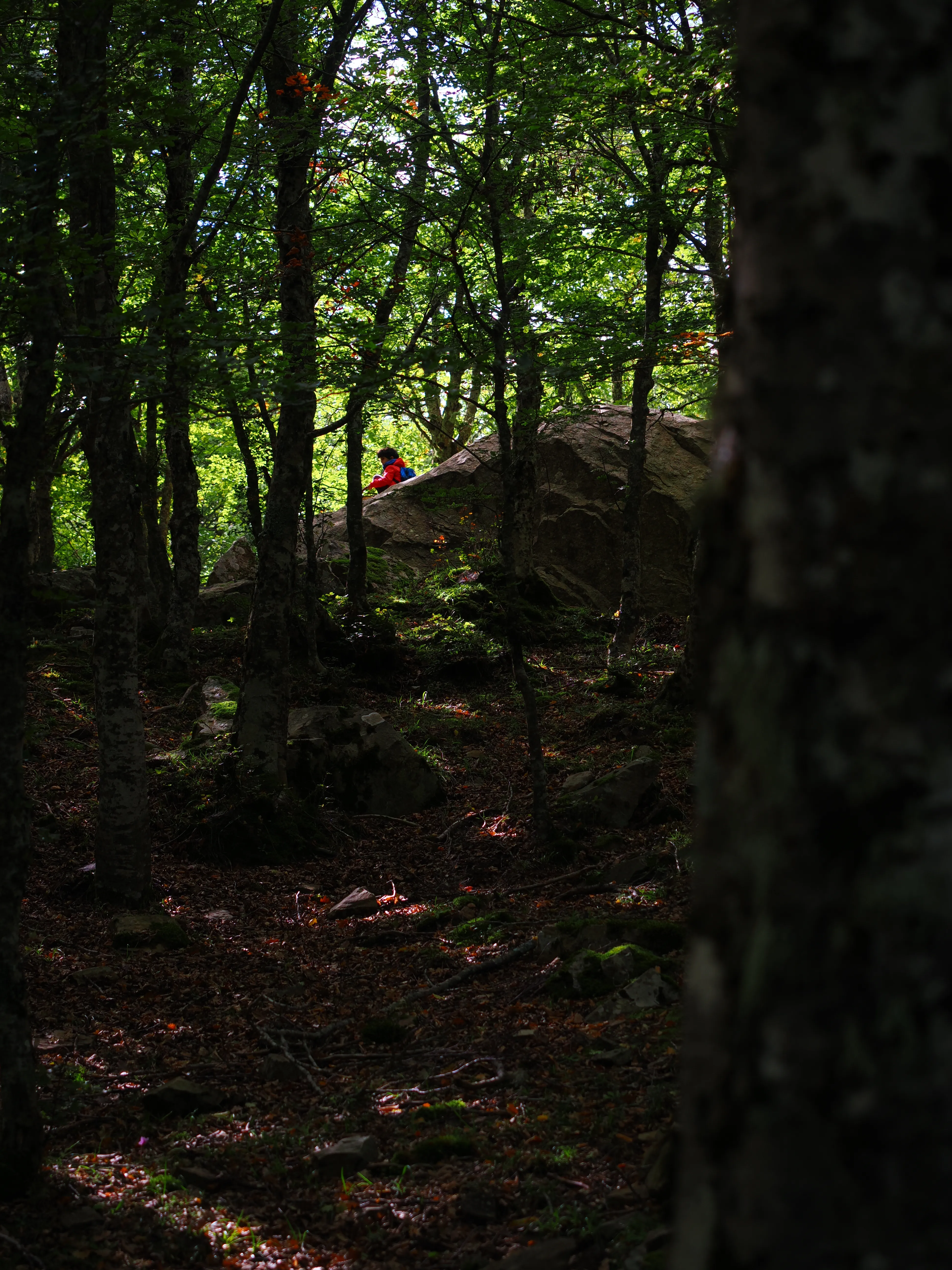 Miconauti. La gioia di esplorare il bosco
