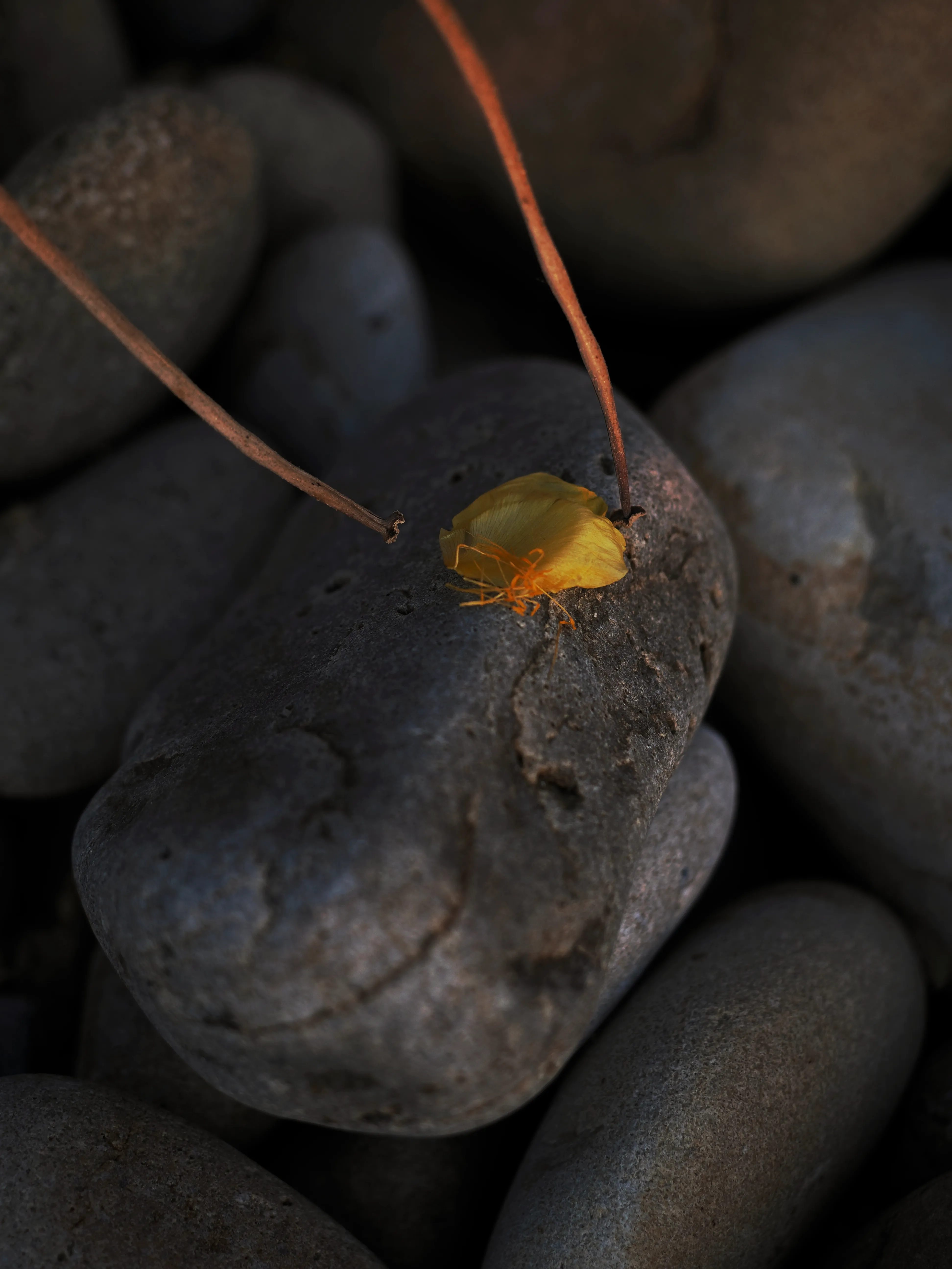 Papavero giallo. Un fiore che abita i margini