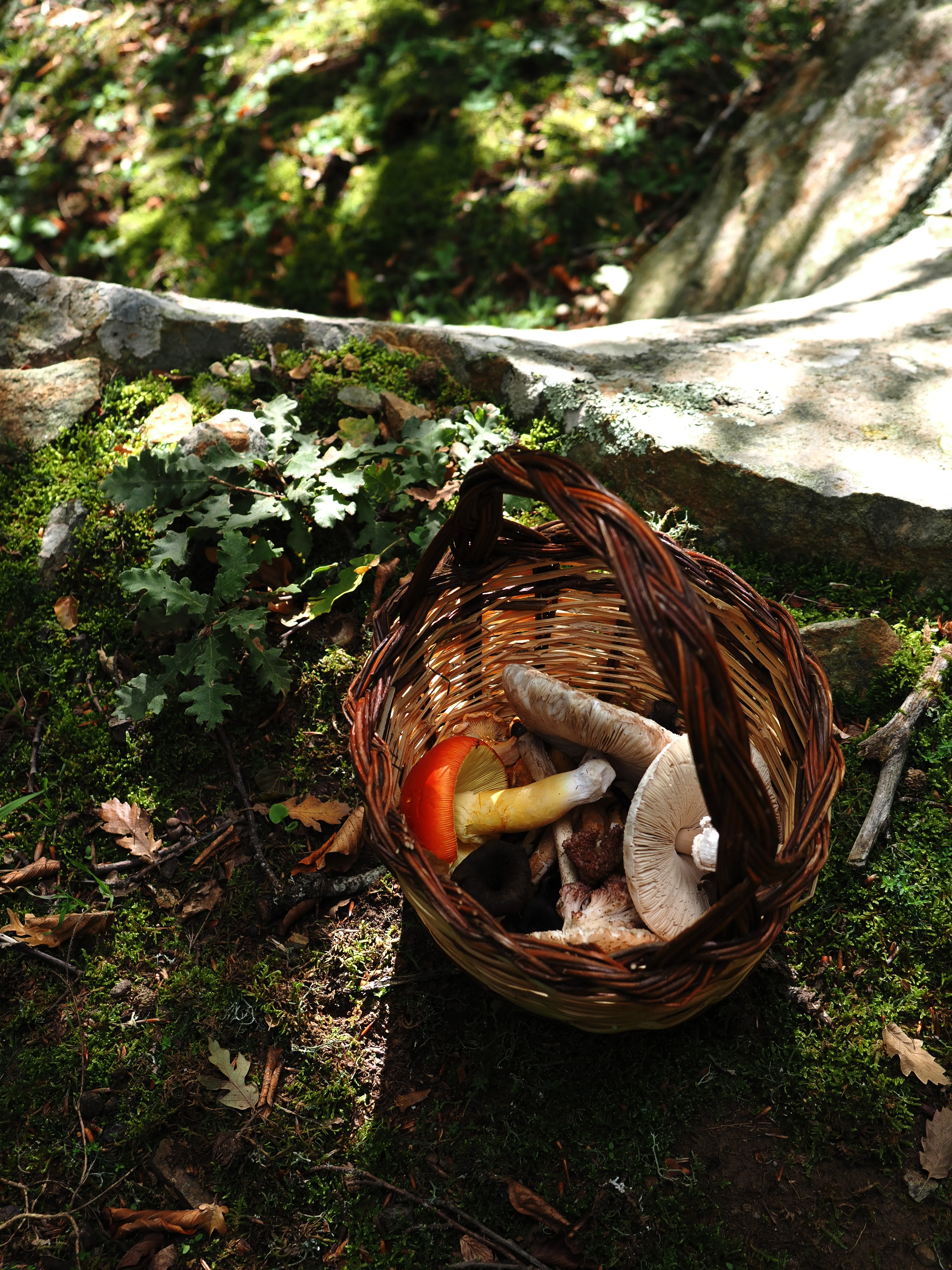 Miconauti. La gioia di esplorare il bosco