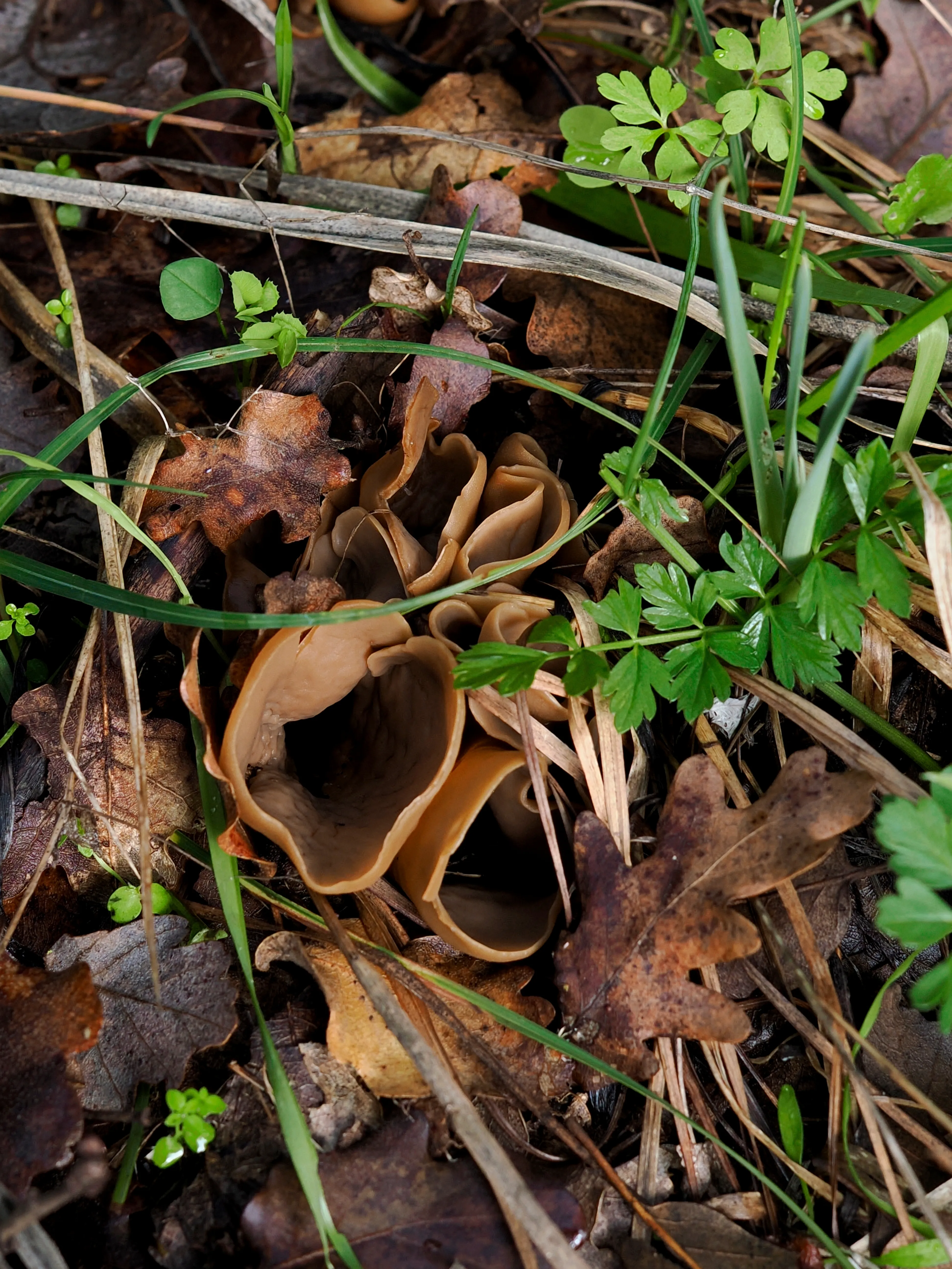 Nel bosco di cerri. La natura che insegna e cresce
