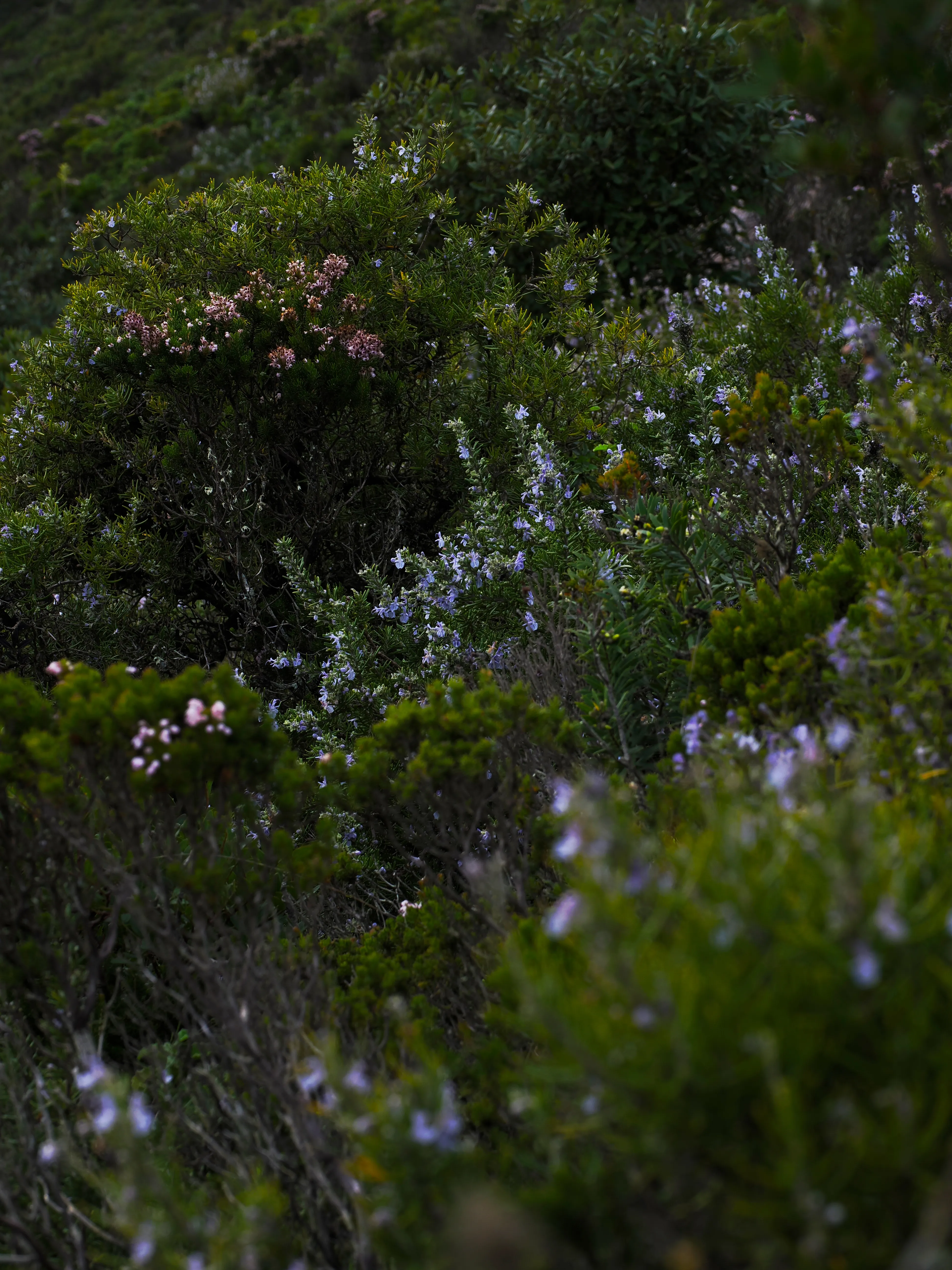 Respiro fiorito dell'autunno a Marettimo. Fotografia del sentire