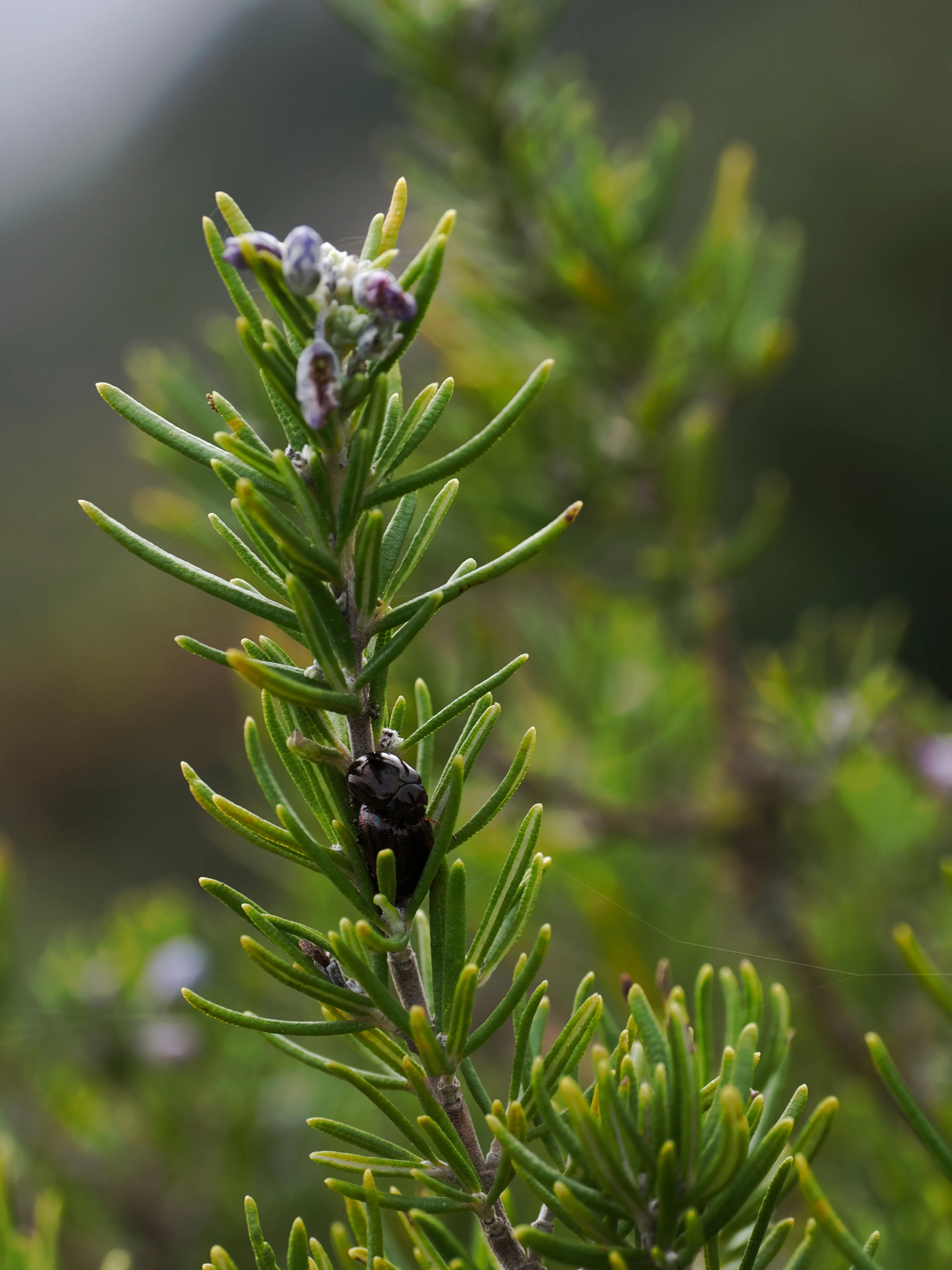 Respiro fiorito dell'autunno a Marettimo. Fotografia del sentire