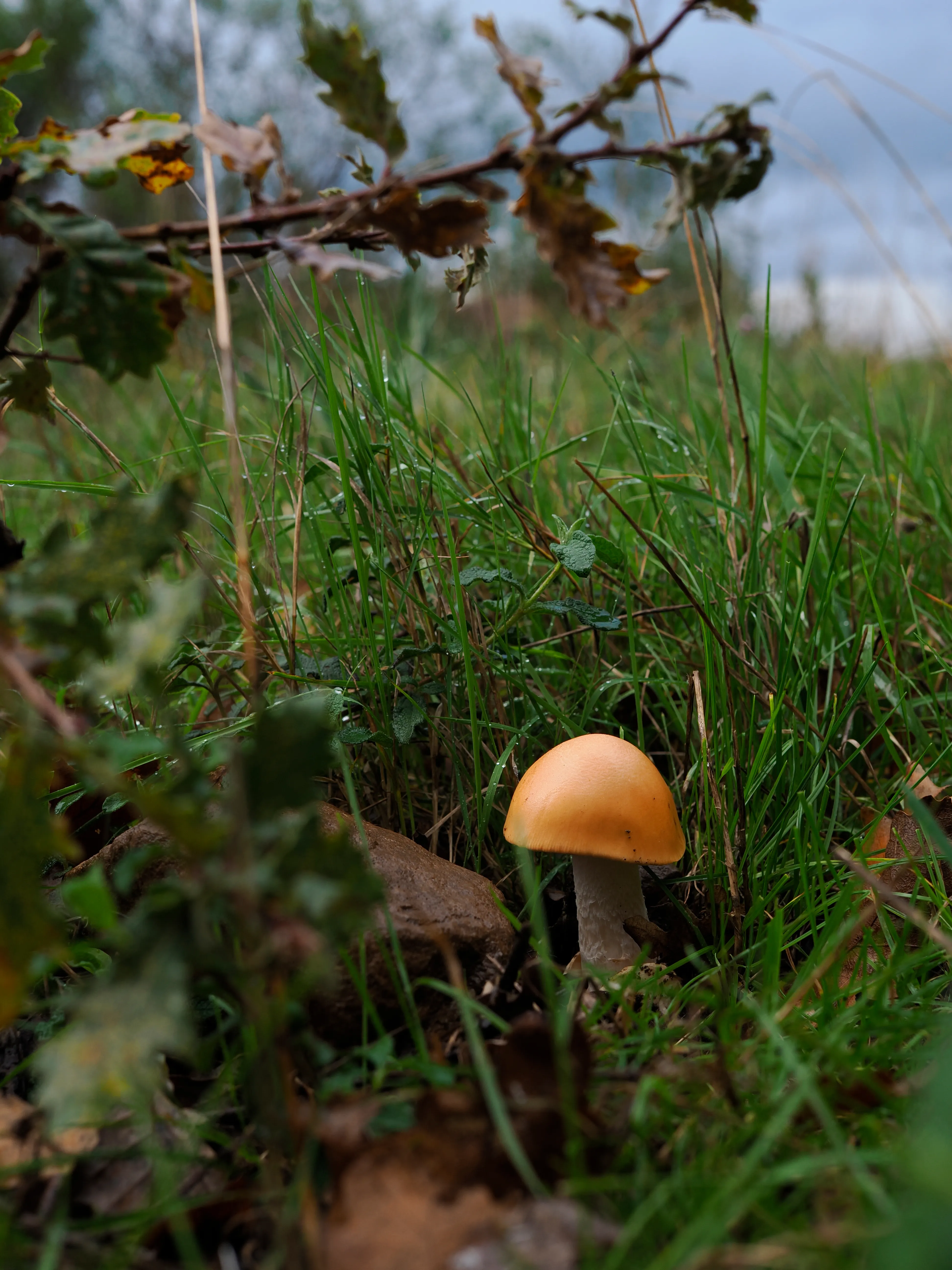 Nel bosco di cerri. La natura che insegna e cresce