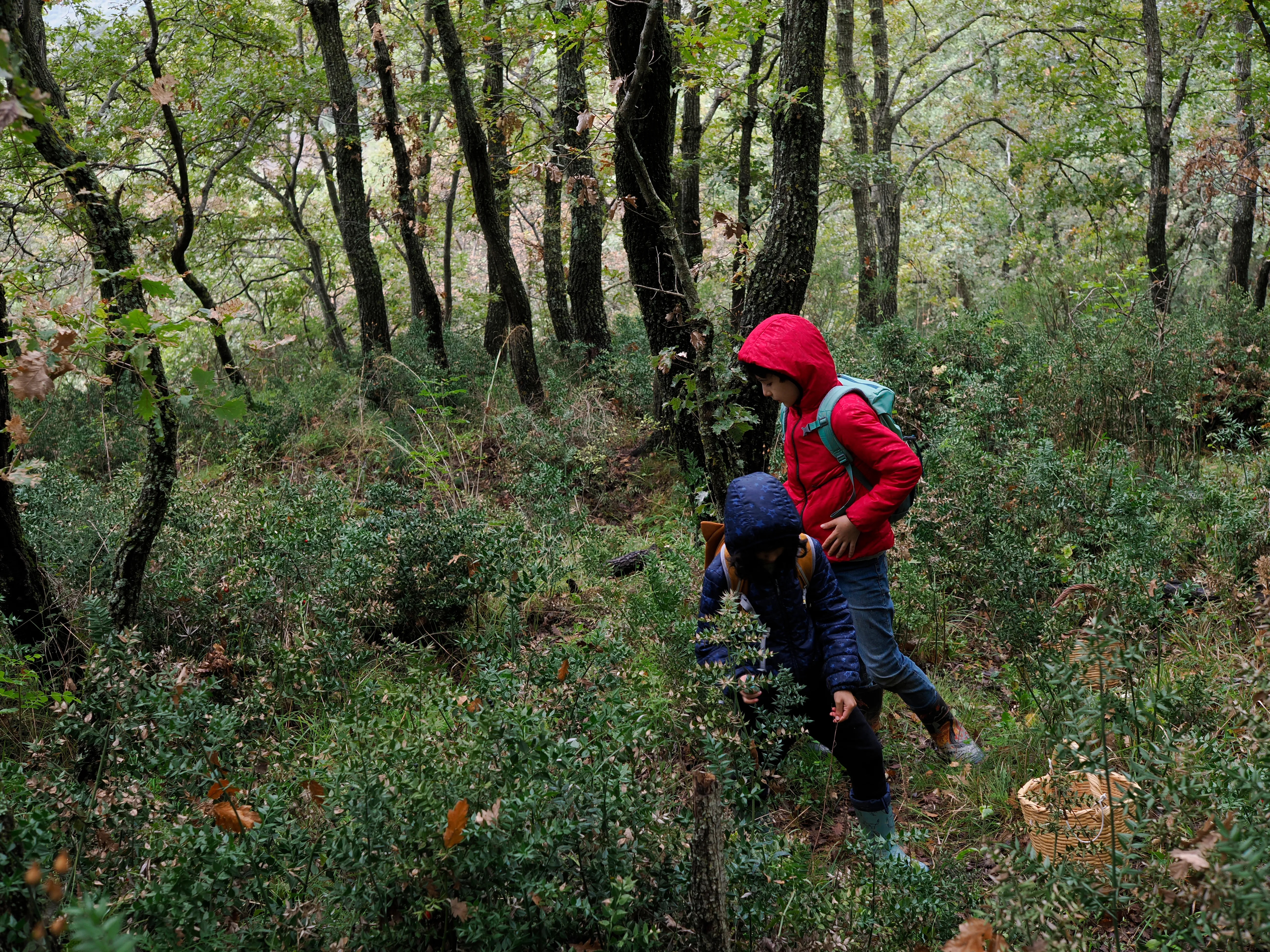 Nel bosco di cerri. La natura che insegna e cresce