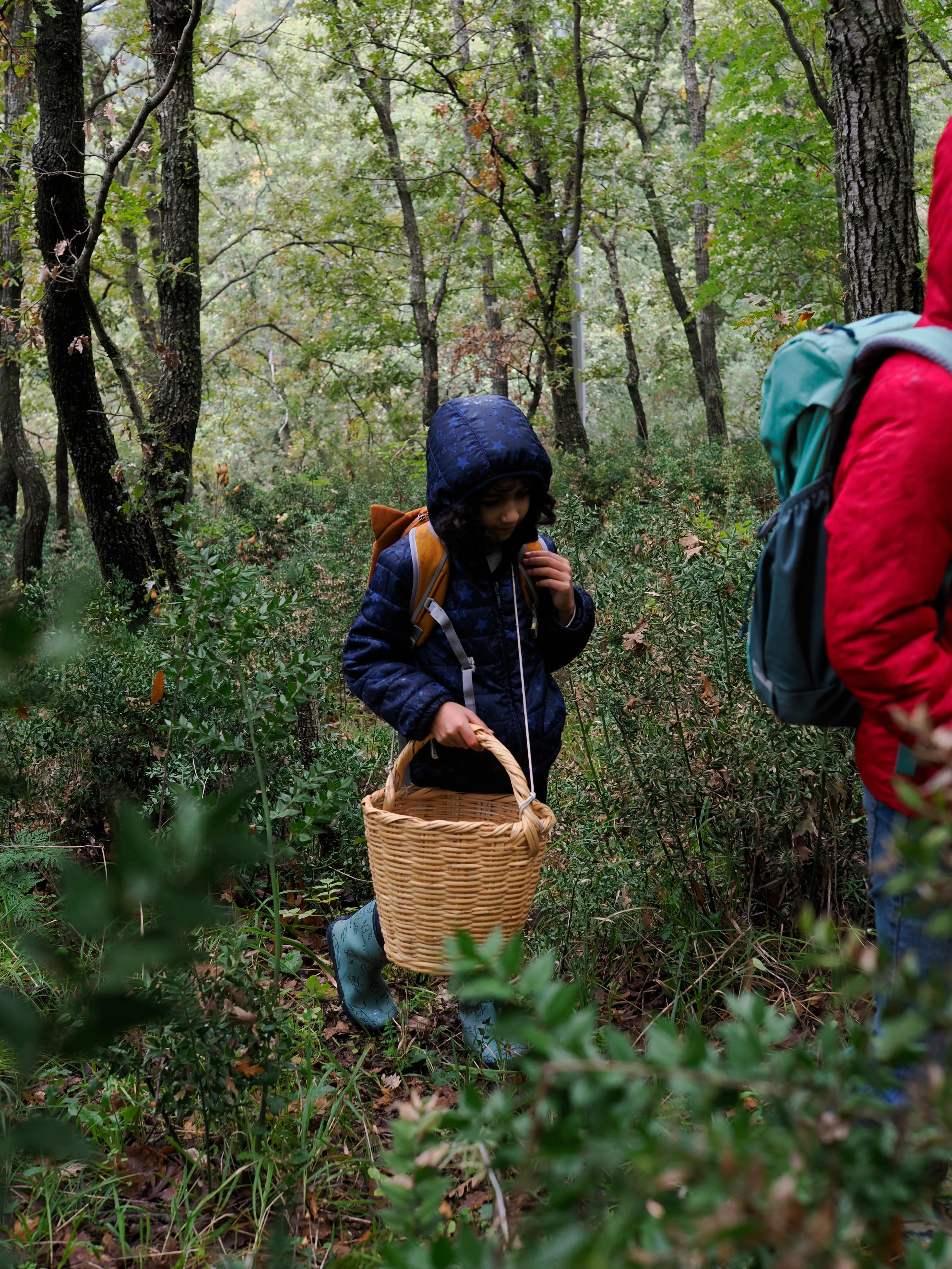 Nel bosco di cerri. La natura che insegna e cresce