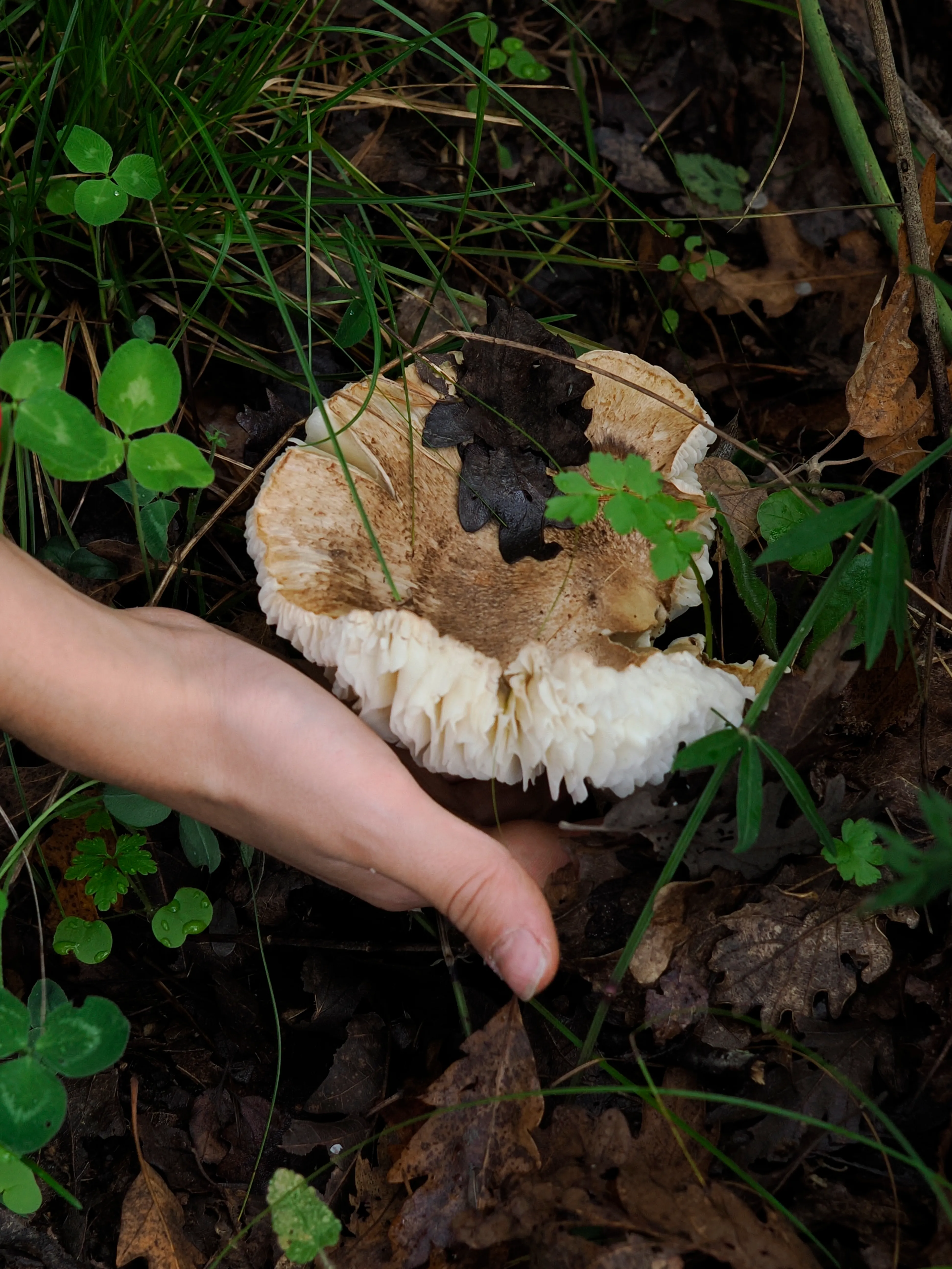 Nel bosco di cerri. La natura che insegna e cresce