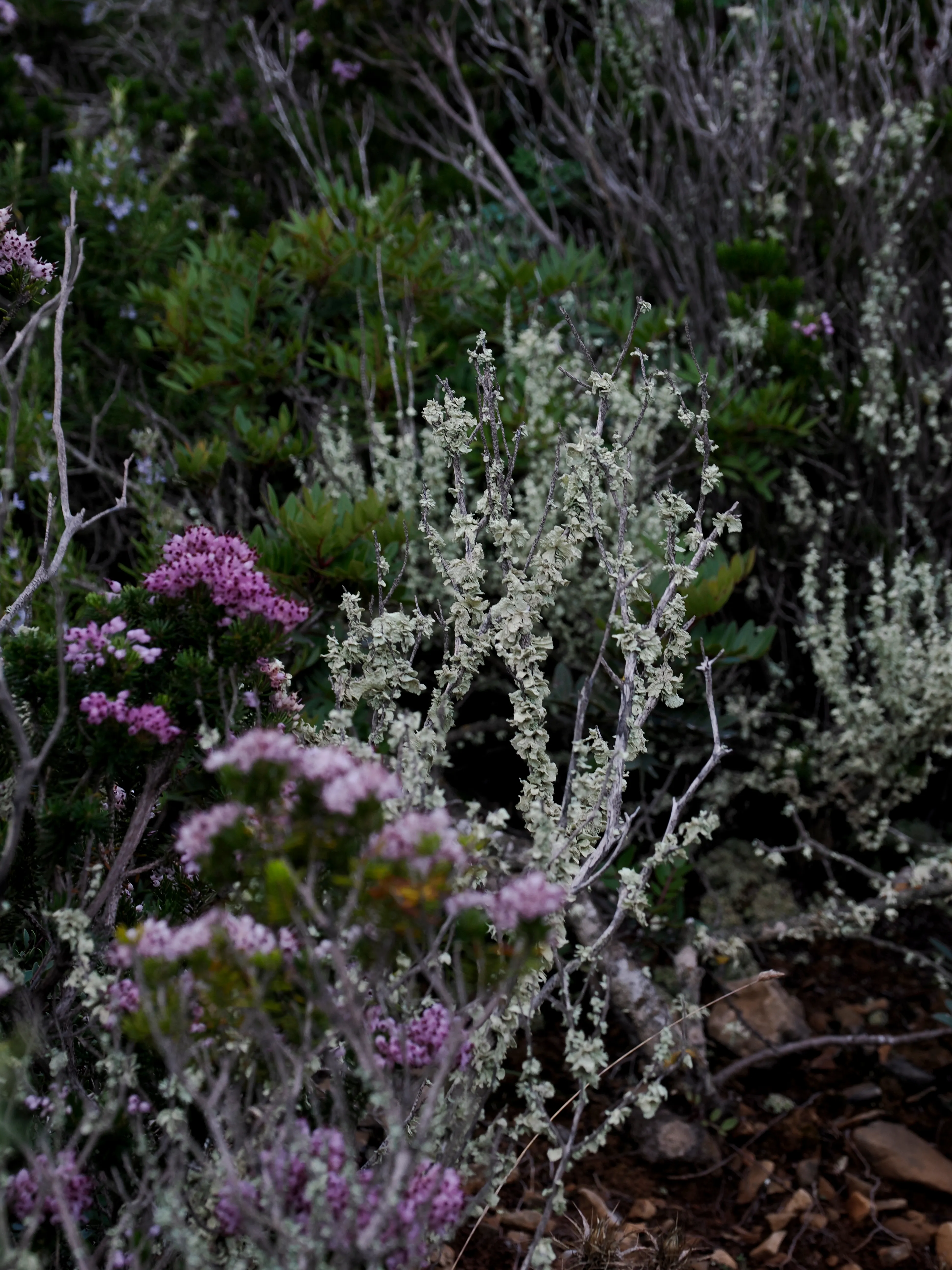 Respiro fiorito dell'autunno a Marettimo. Fotografia del sentire