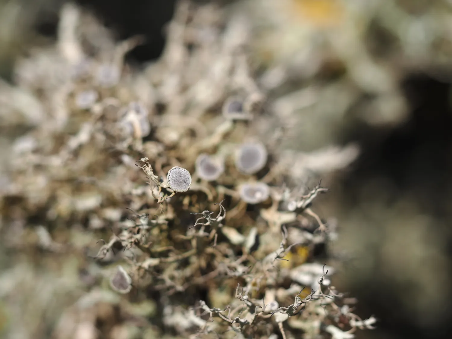 Licheni, peculiare bellezza