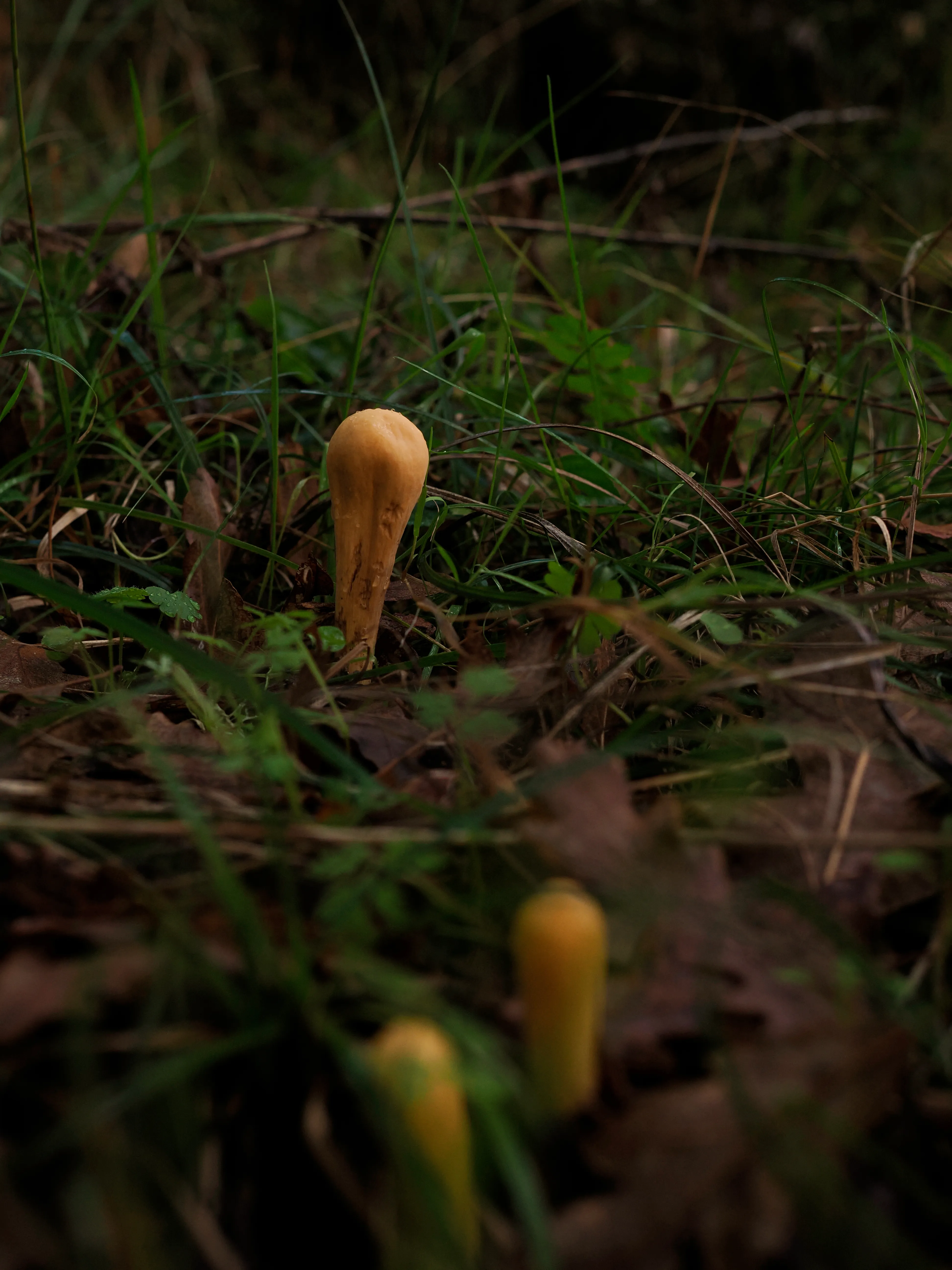 Nel bosco di cerri. La natura che insegna e cresce