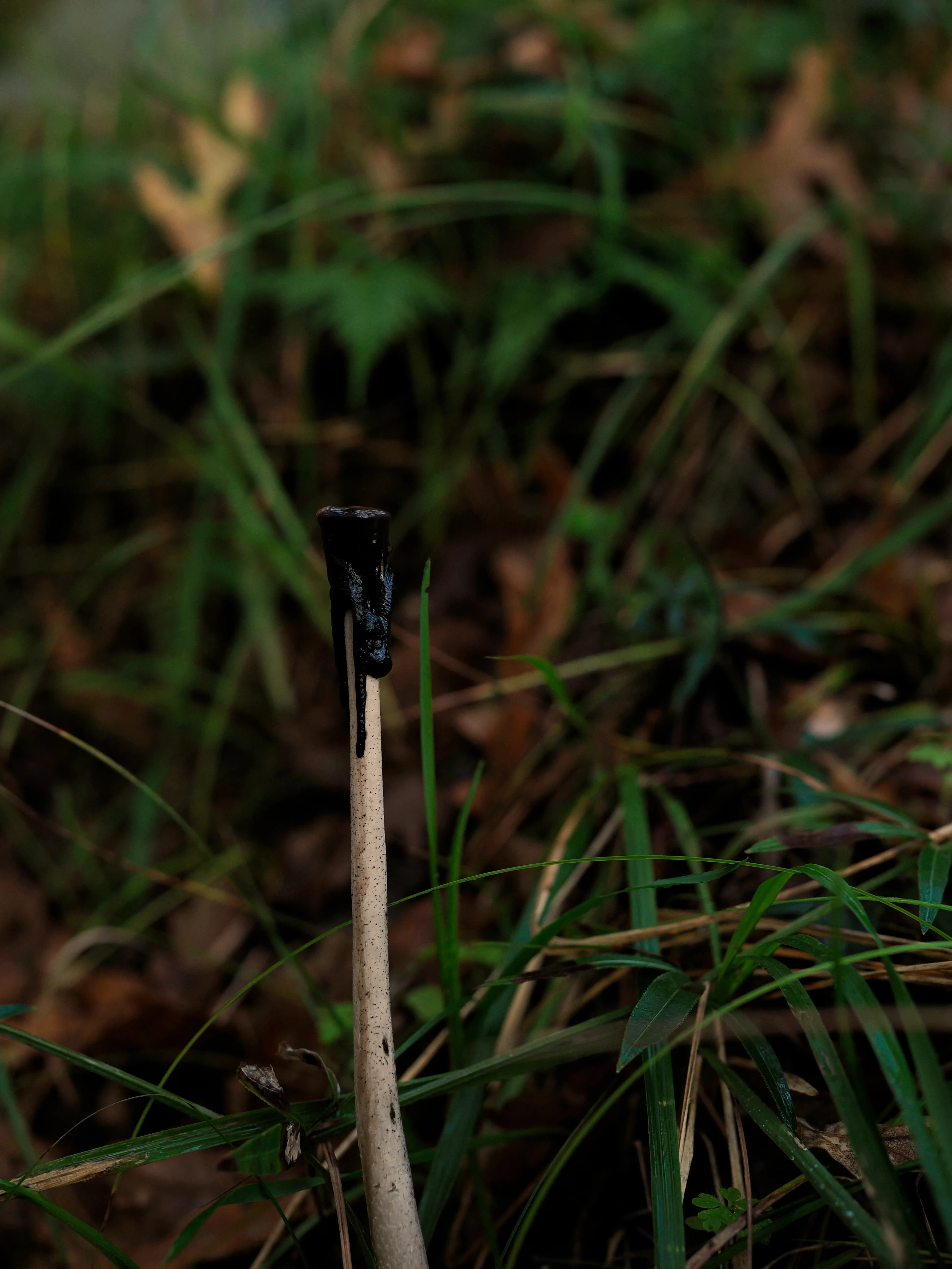 Nel bosco di cerri. La natura che insegna e cresce